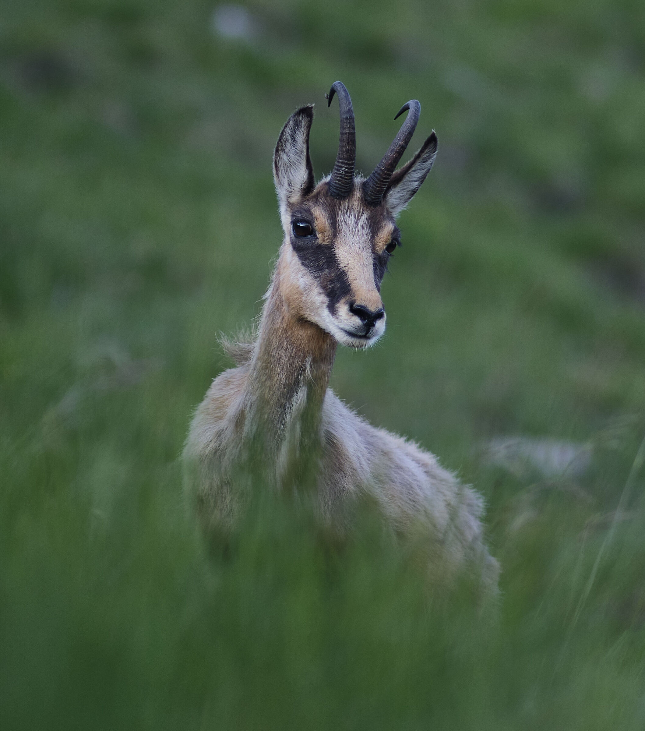 Camoscio in Grignetta 2