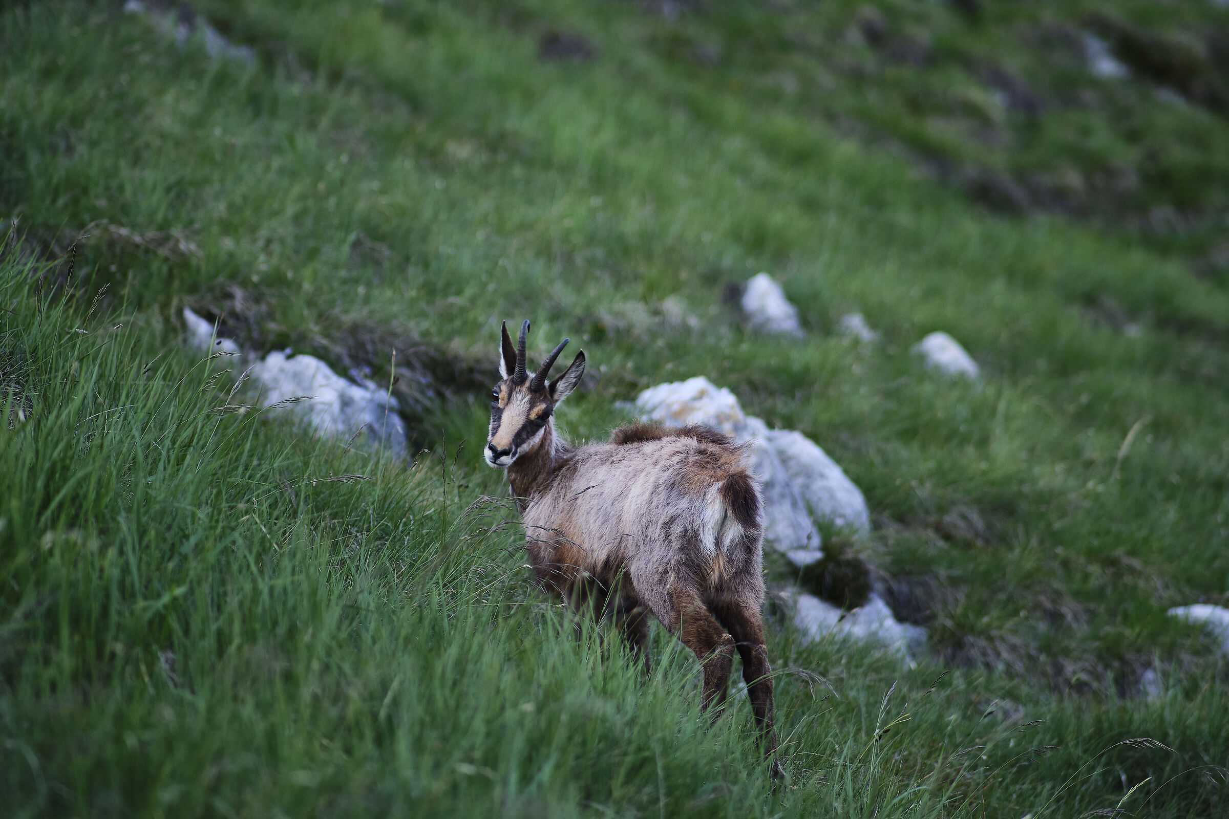 Camoscio in Grignetta 4