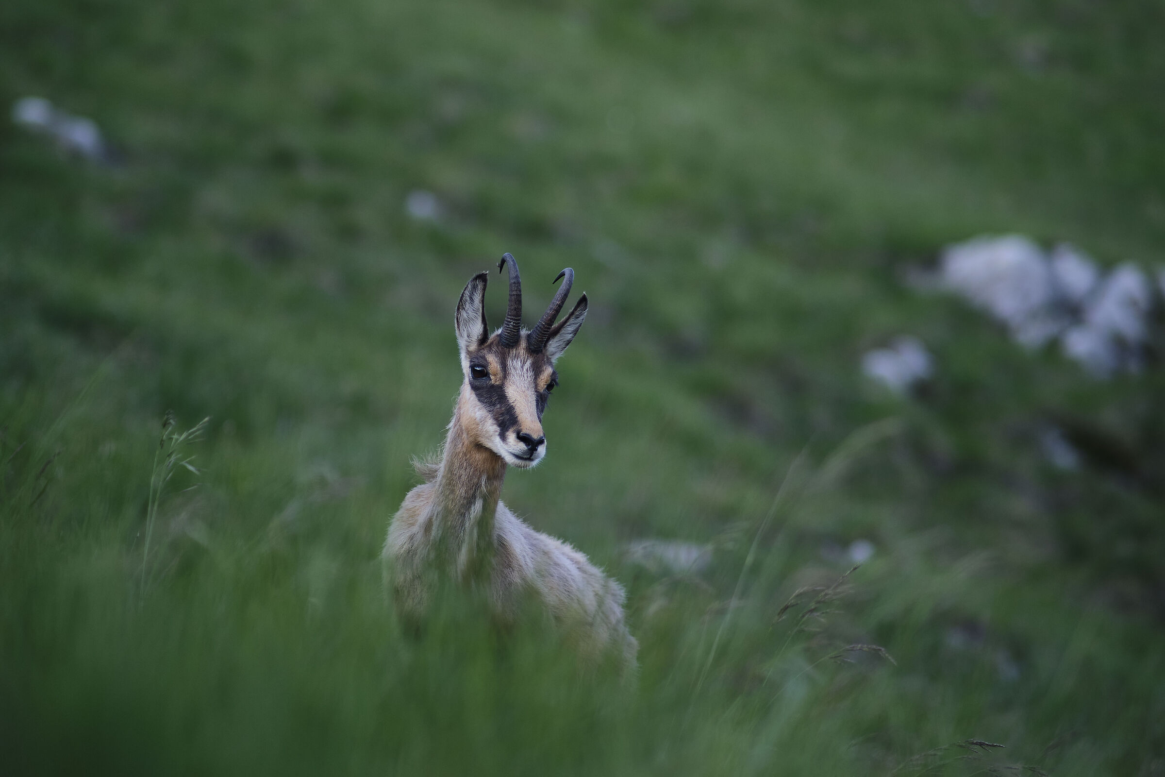 Camoscio in Grignetta 5