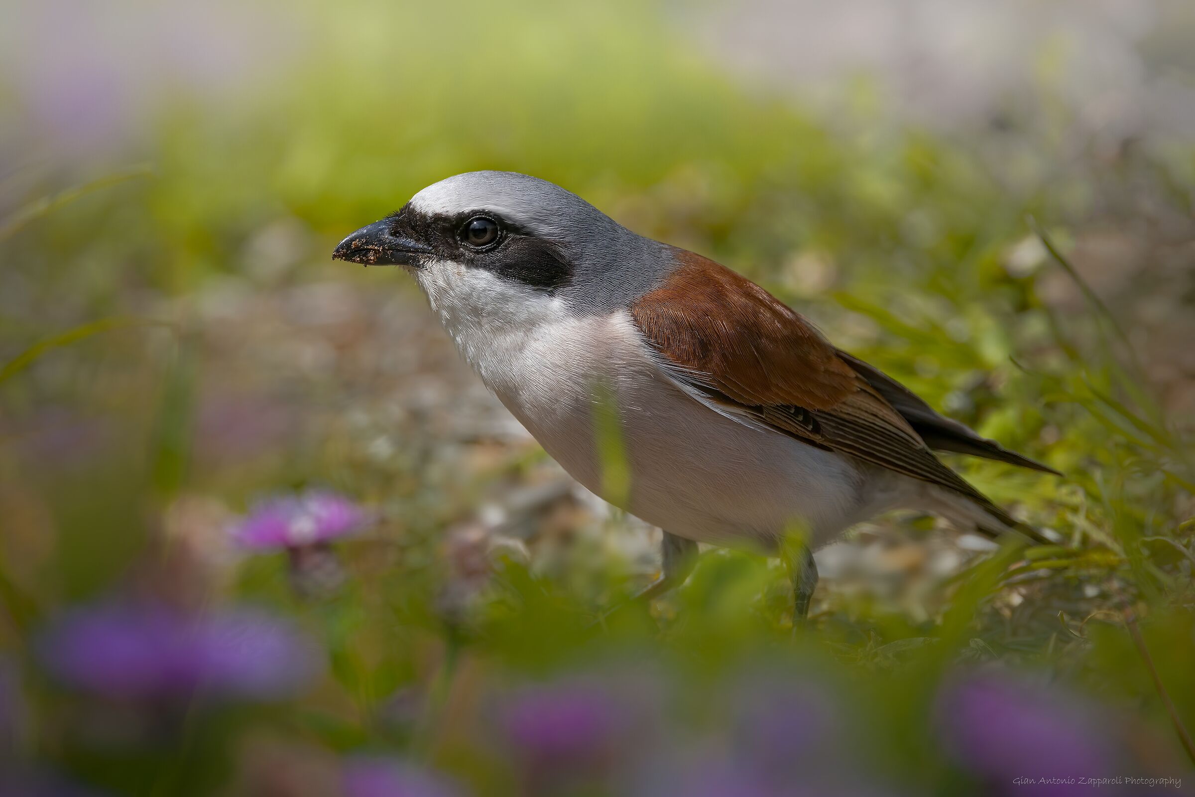 Avèrla piccola maschio (Lanius collurio)