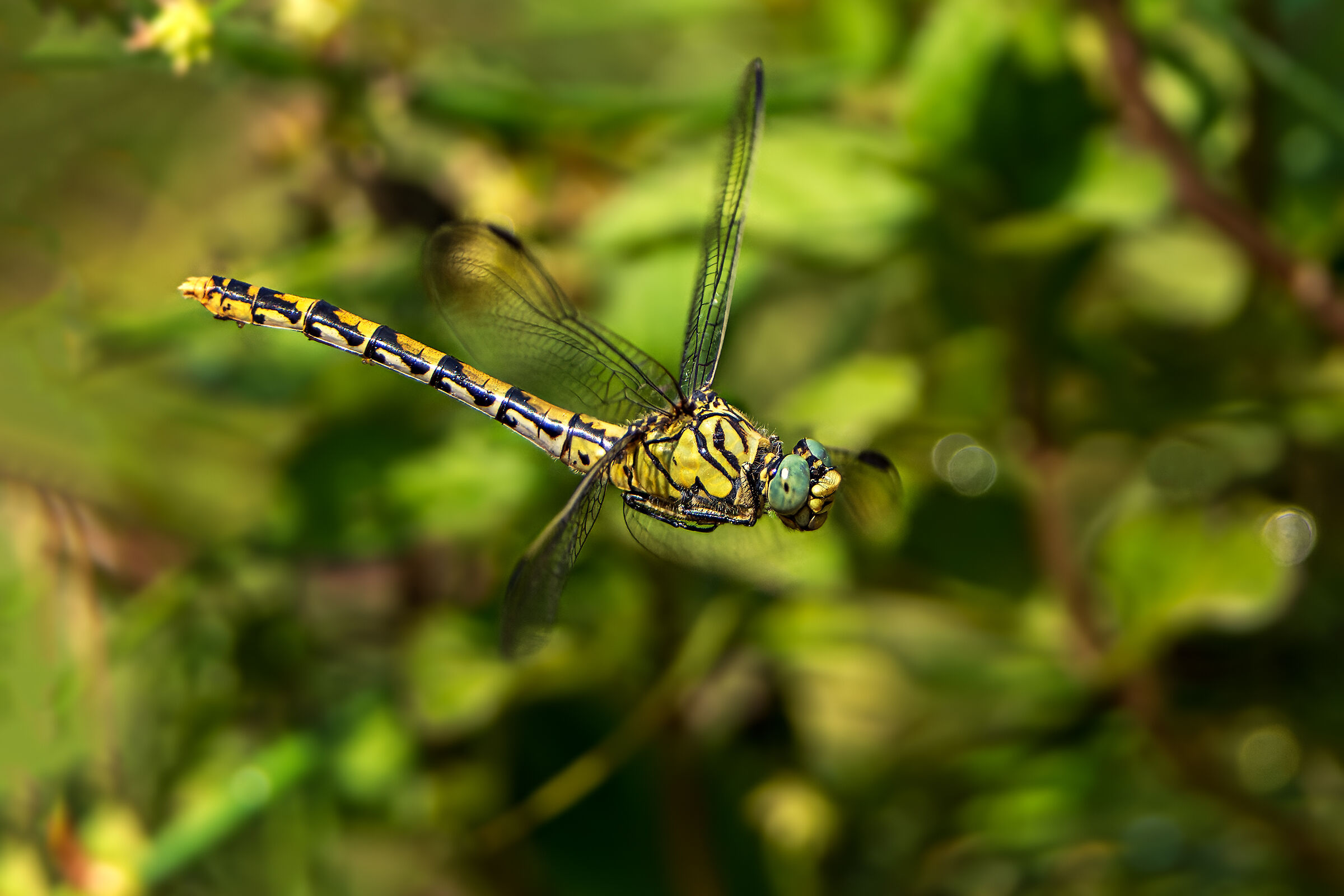 Gomphus forcipatum female