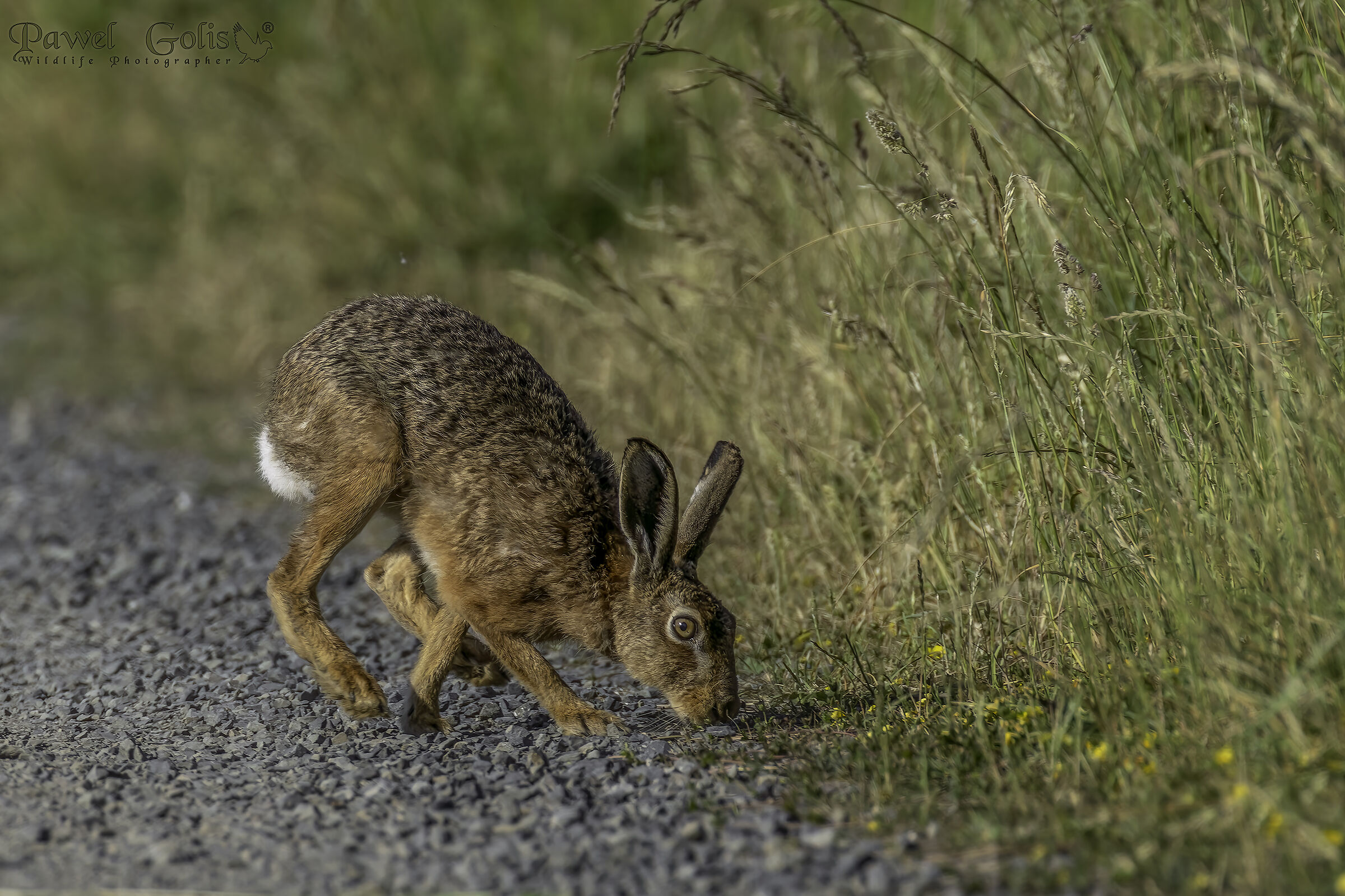 Lepre europea (Lepus europaeus)