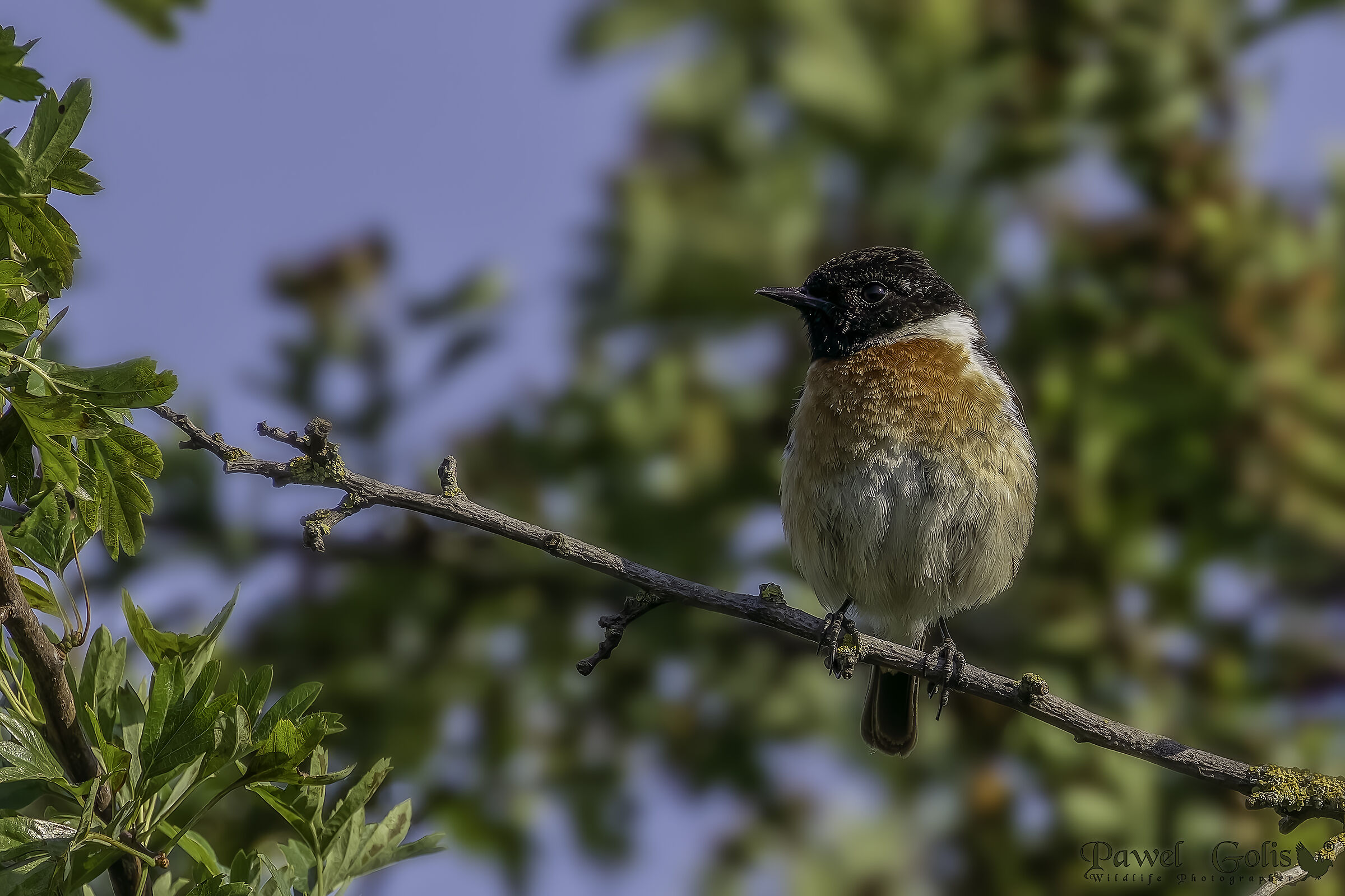 Stonechat europea (Saxicola rubicola)