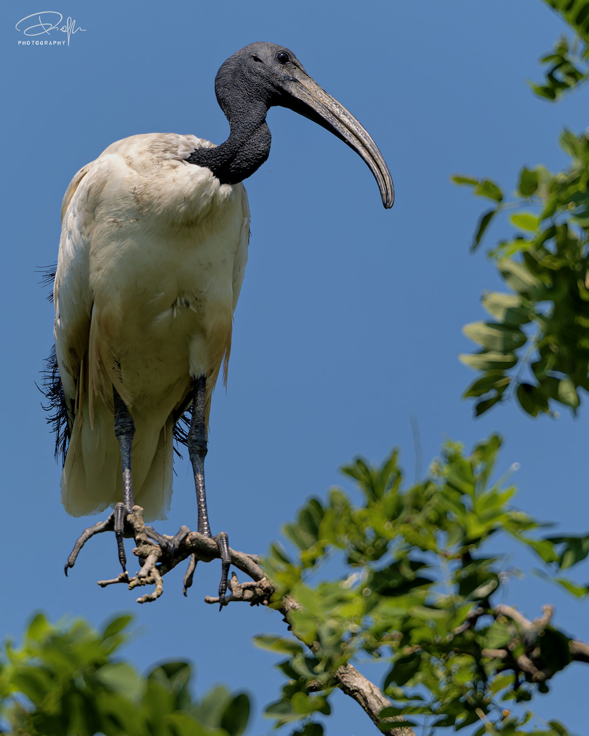 Ibis Sacro - Landriano