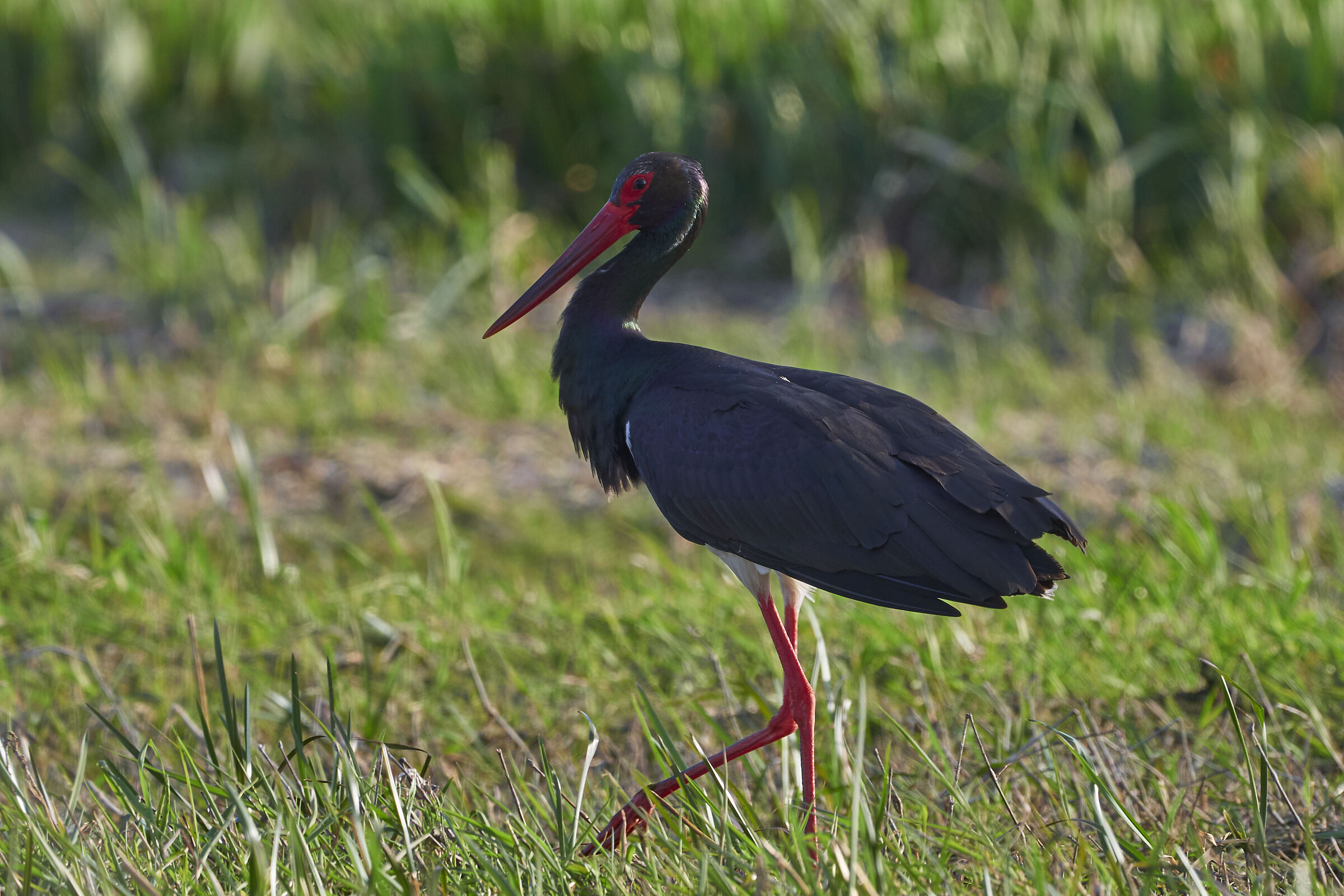 Black stork