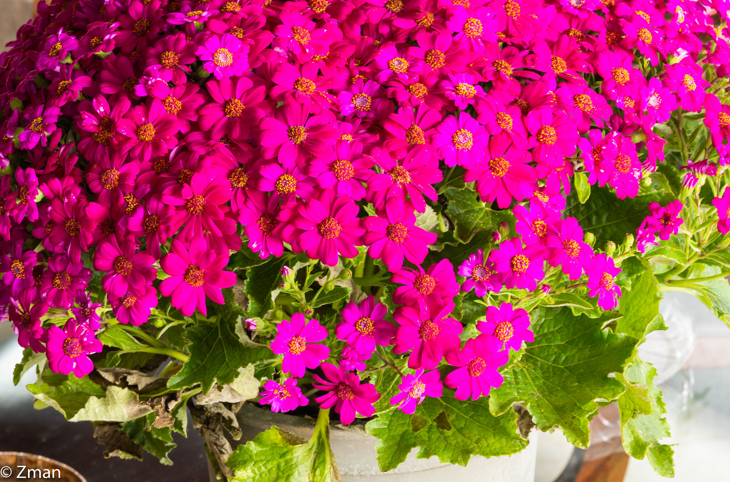 Fiori felici per la festa della mamma