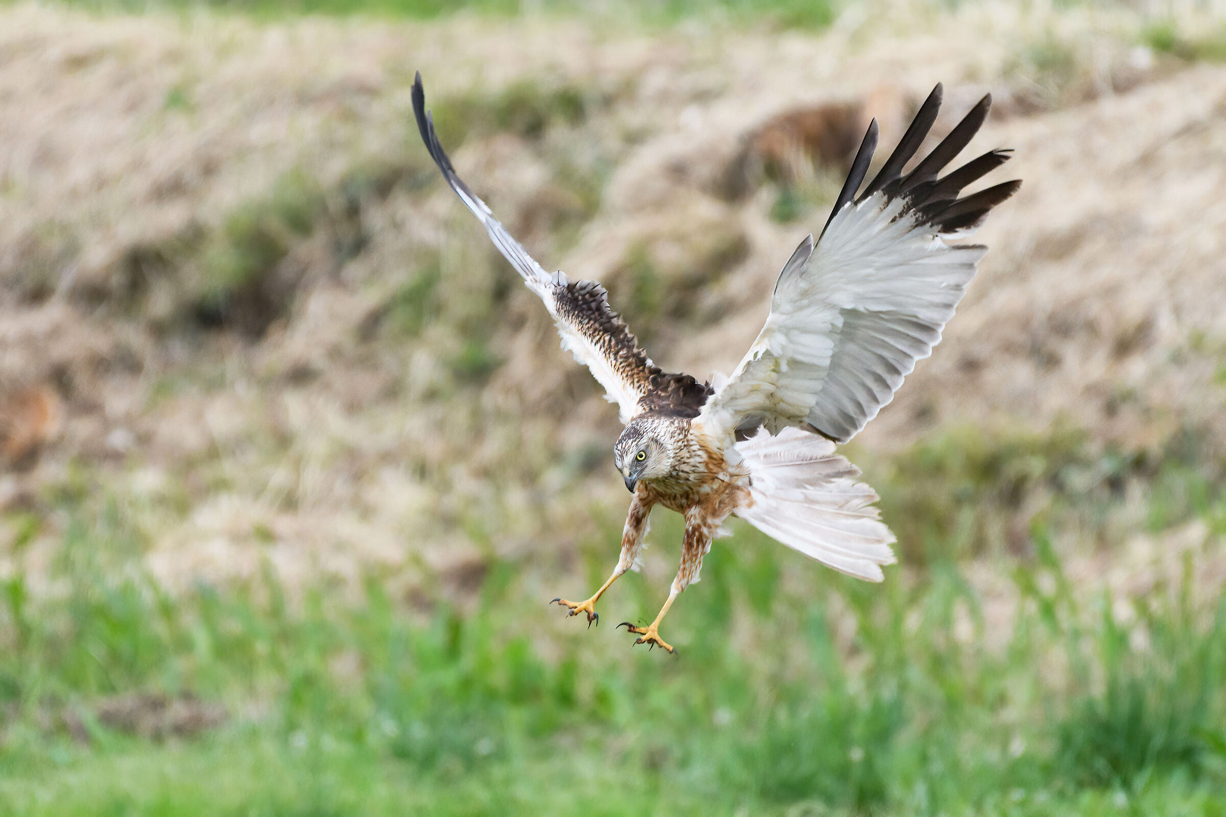 landing