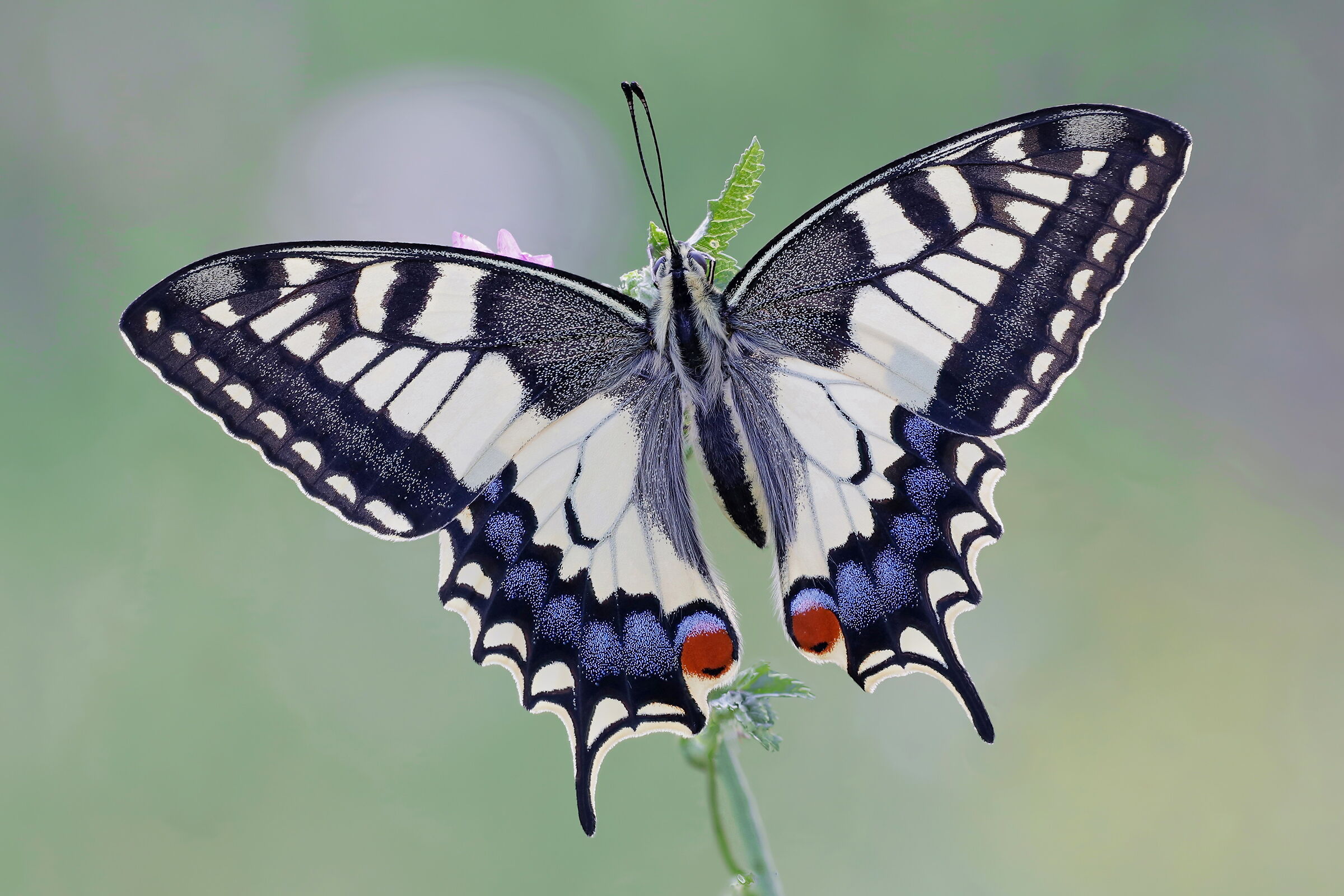 Papilio machaon