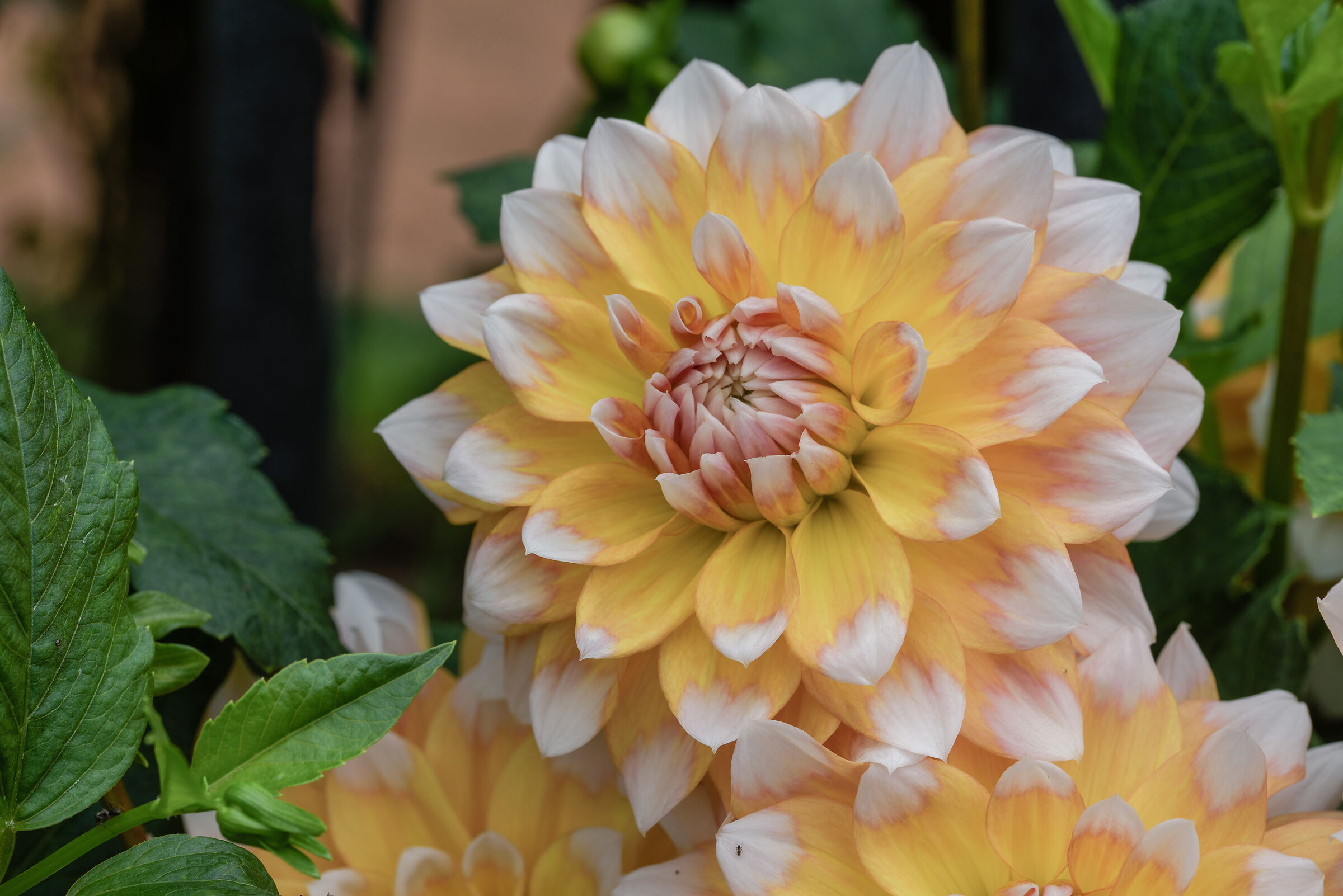 dahlia