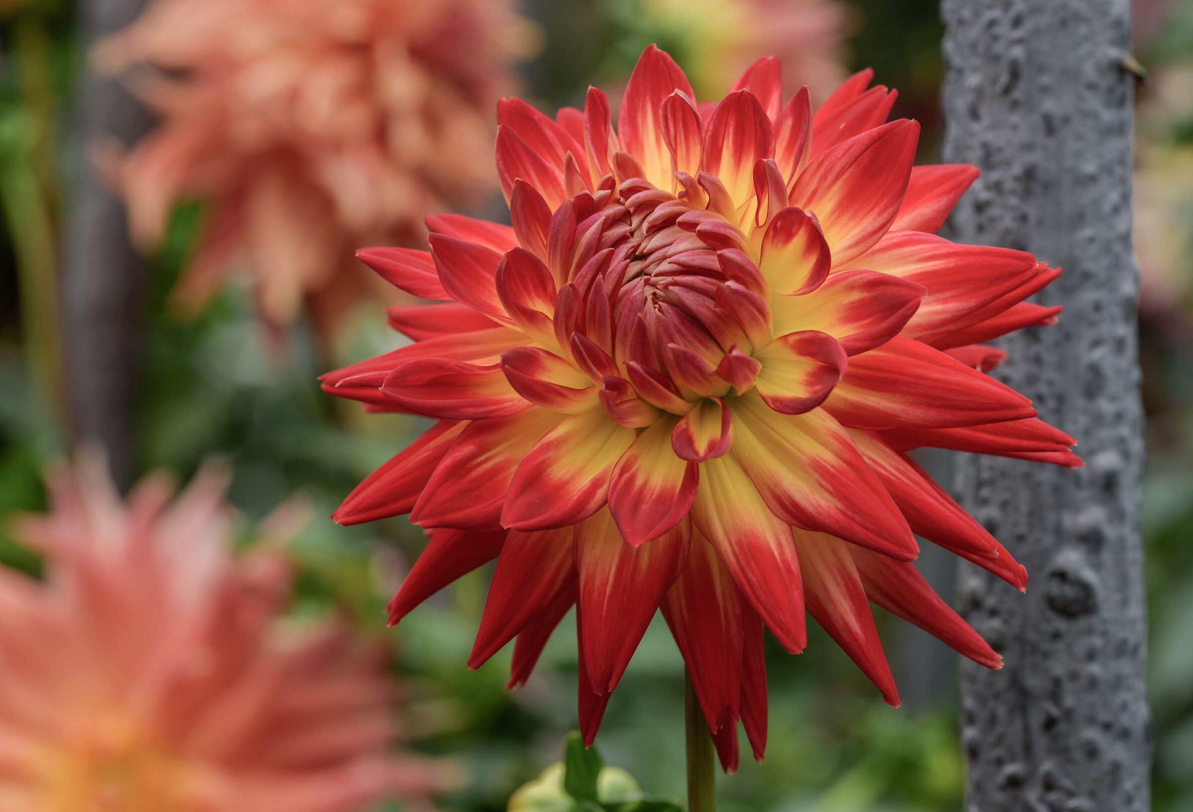 dahlia