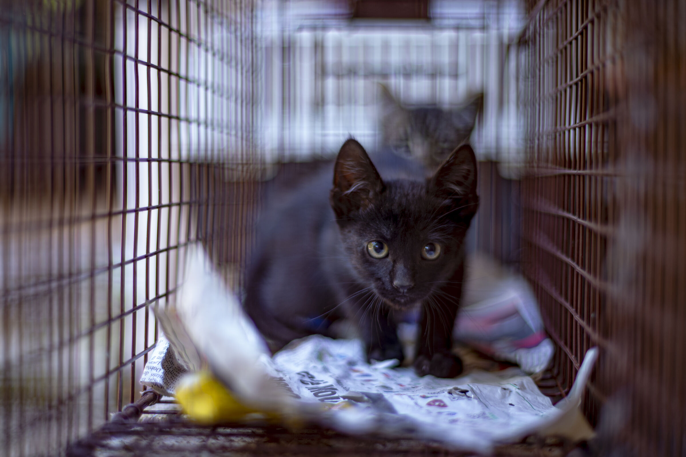 Black and gray in a cage