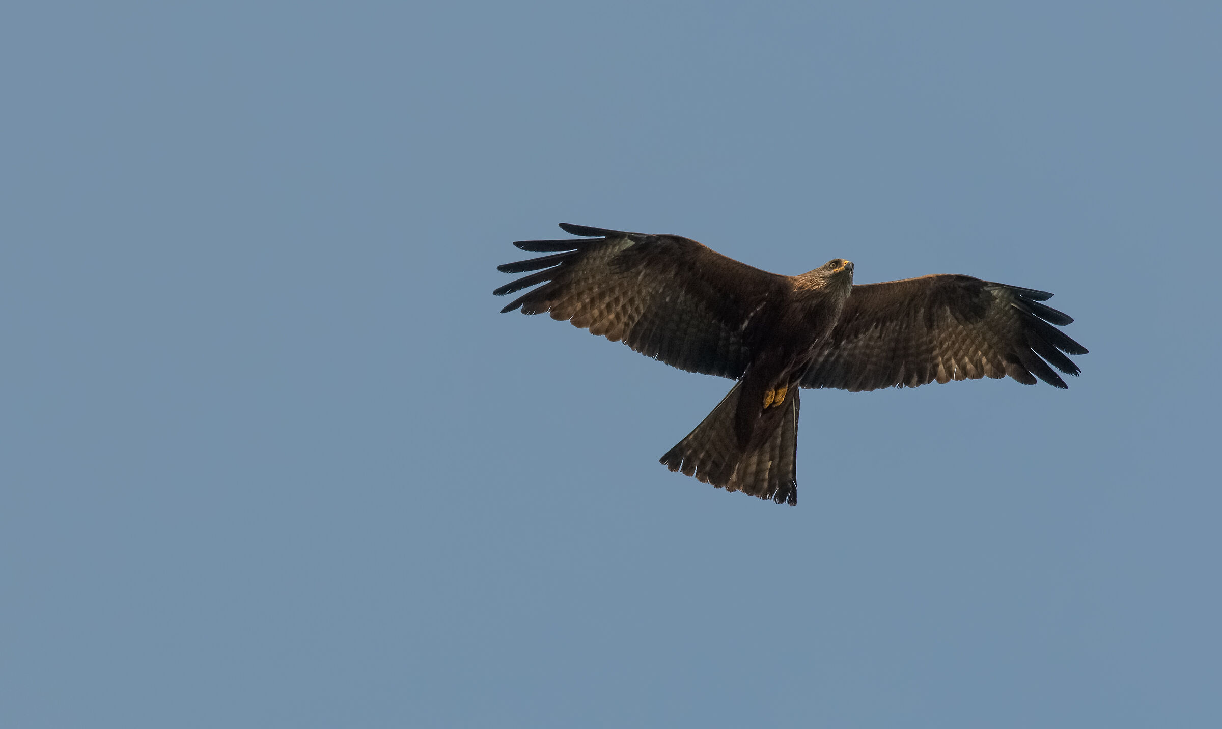 black kite