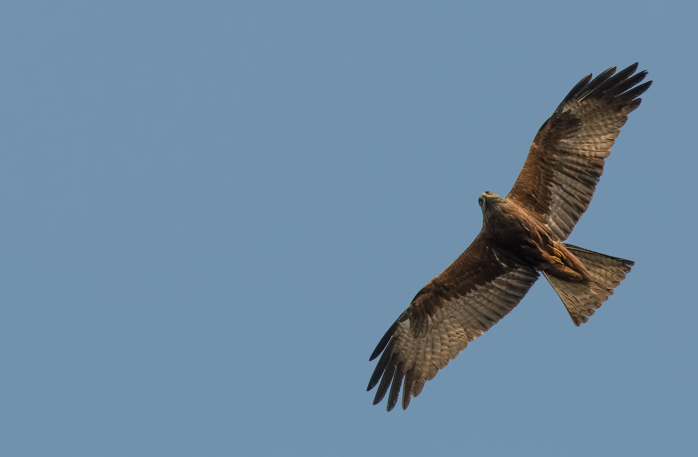 black kite