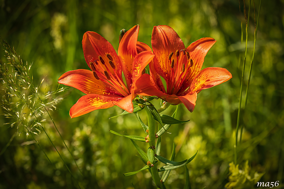 lily of St. John