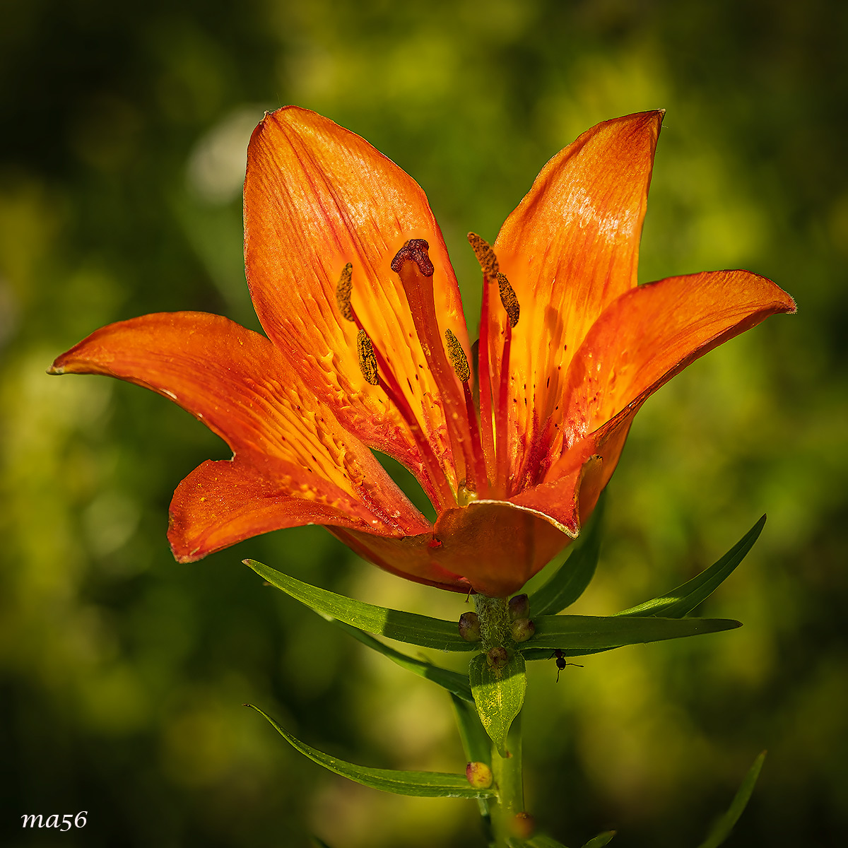 lily of St. John