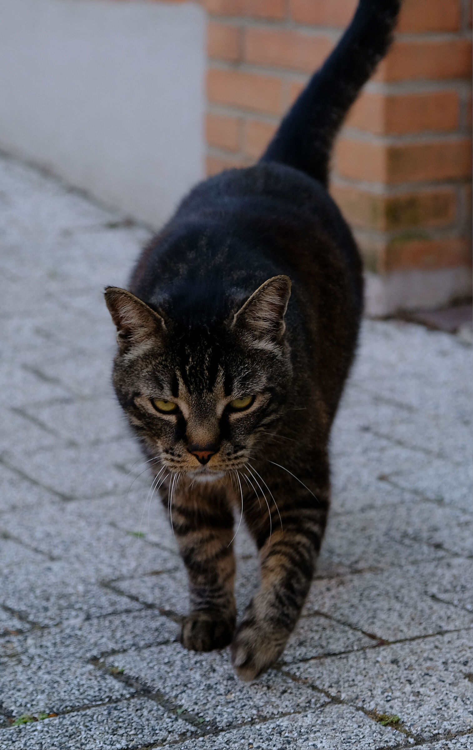 Alpha cat