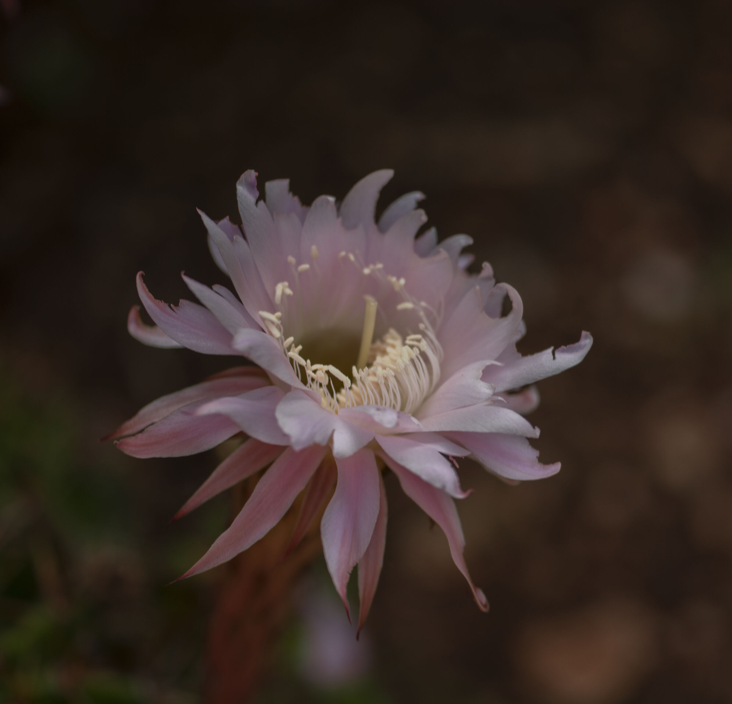 I don't know the name of this flower
