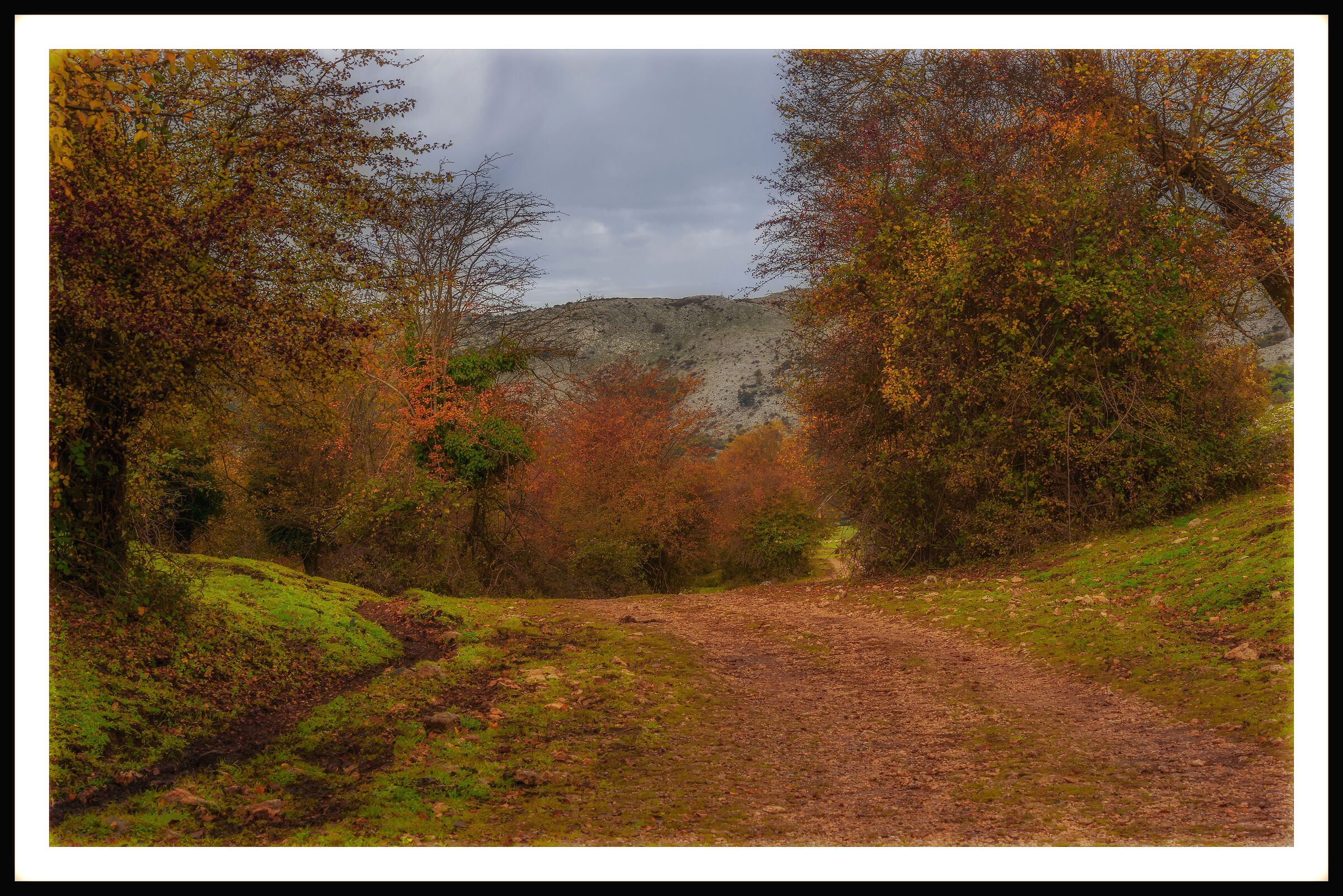La via di uscita dalla faggeta
