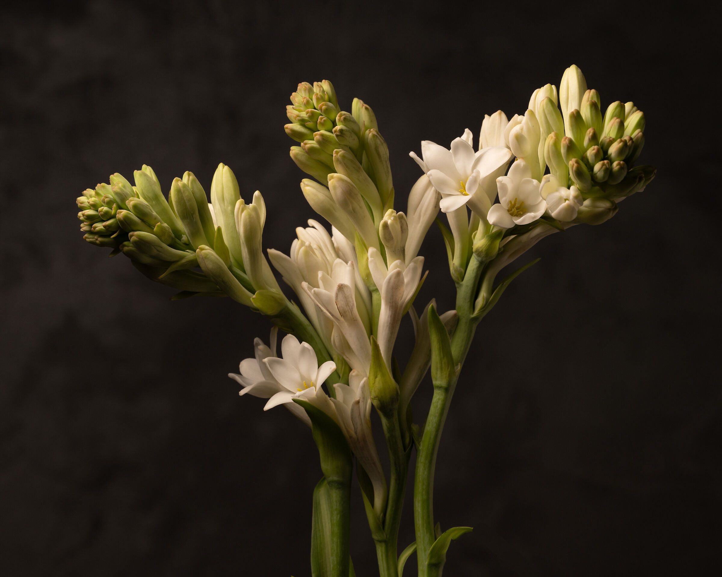Tuberose