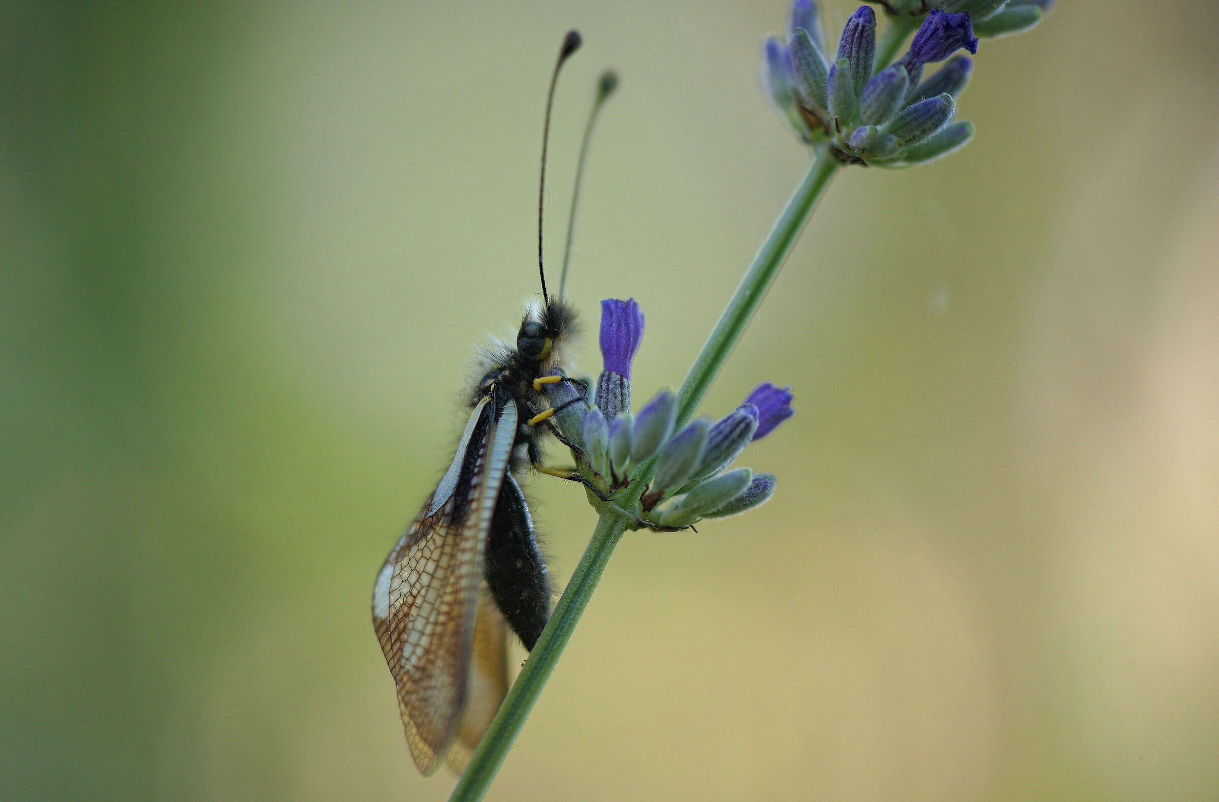 Libelloides coccajus