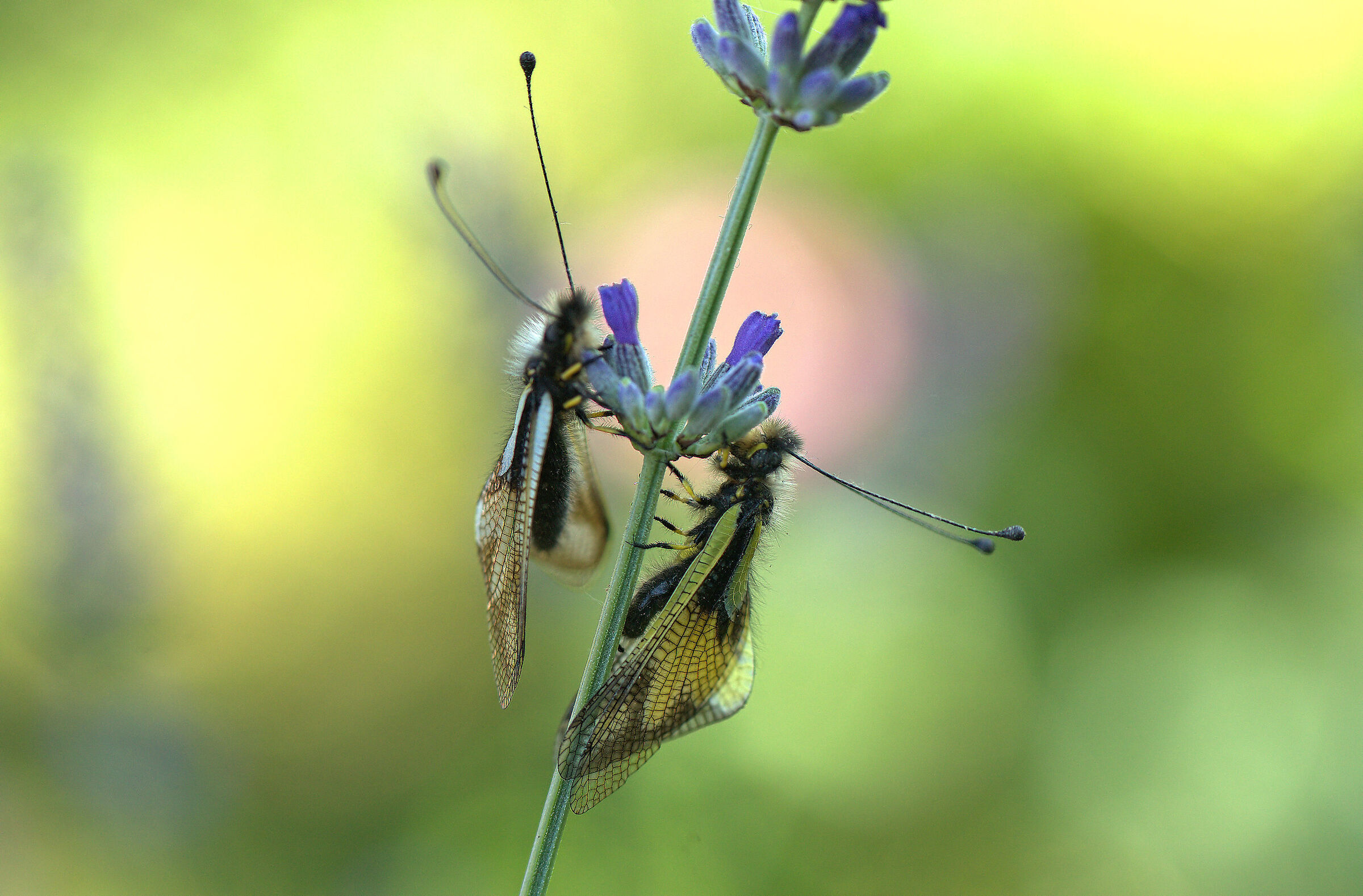 Libelloides coccajus