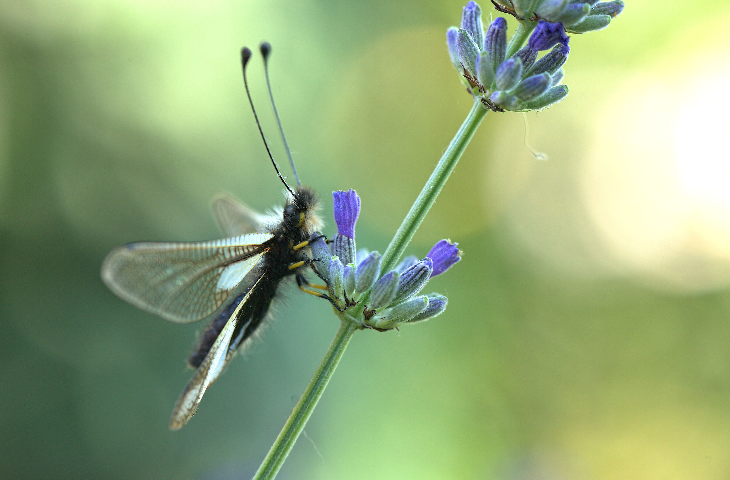 Libelloides coccajus