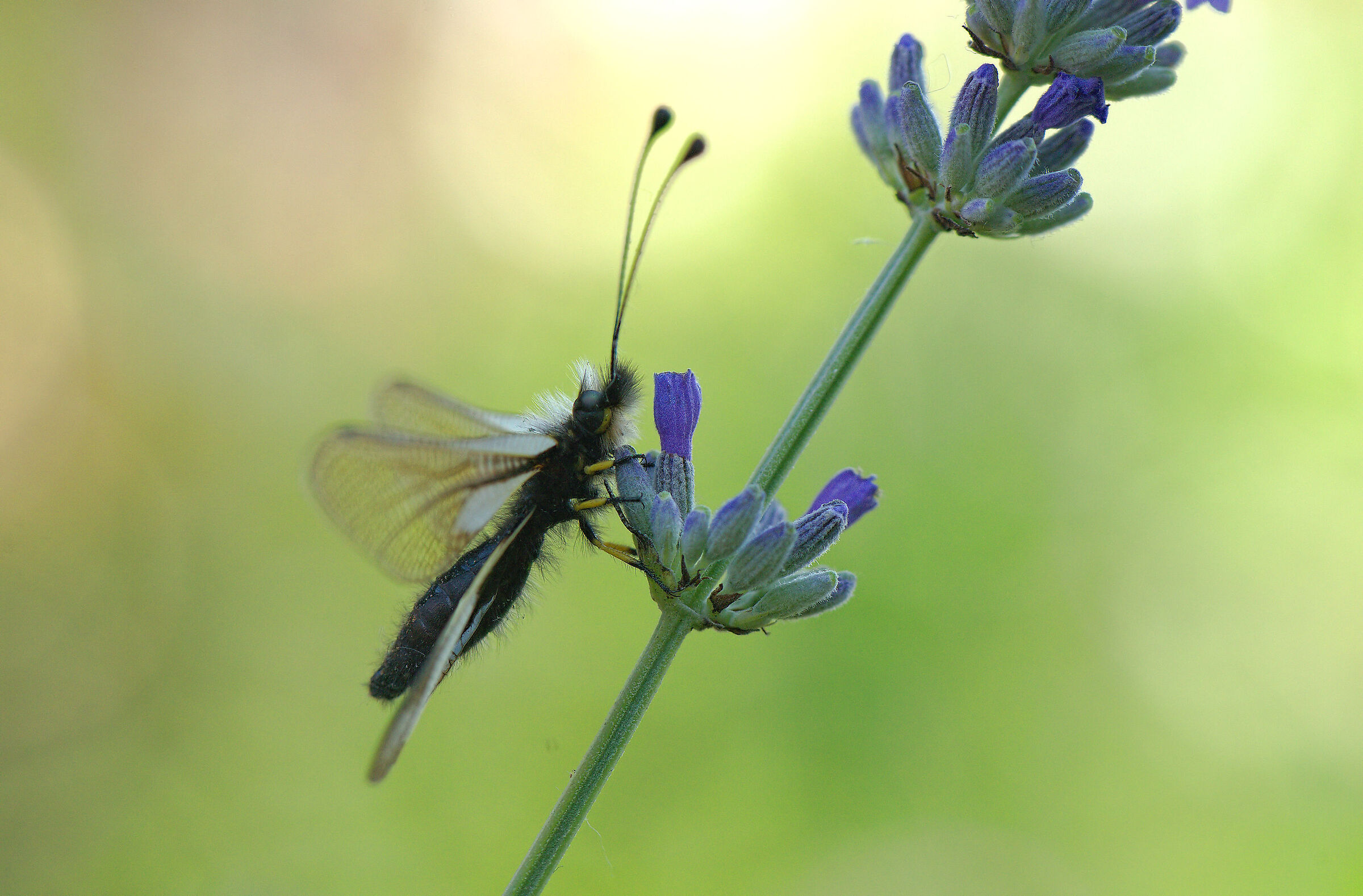 Libelloides coccajus