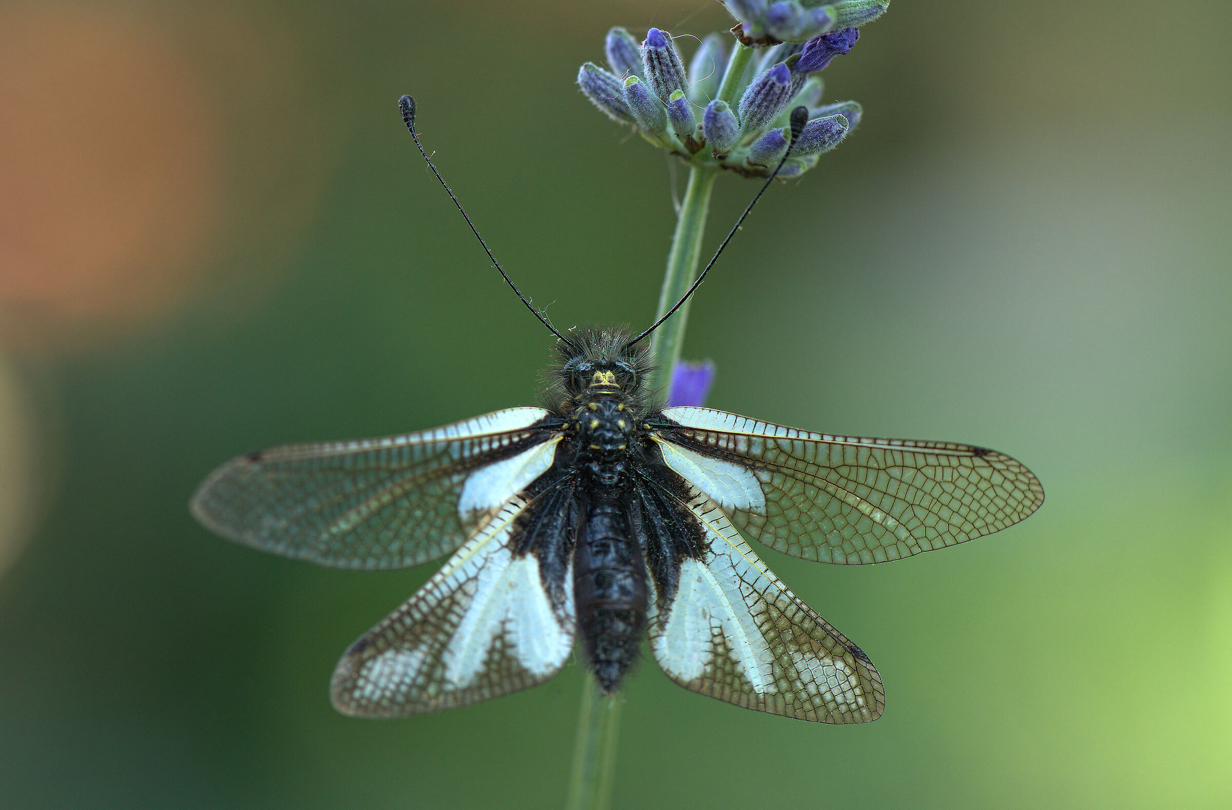 Libelloides coccajus