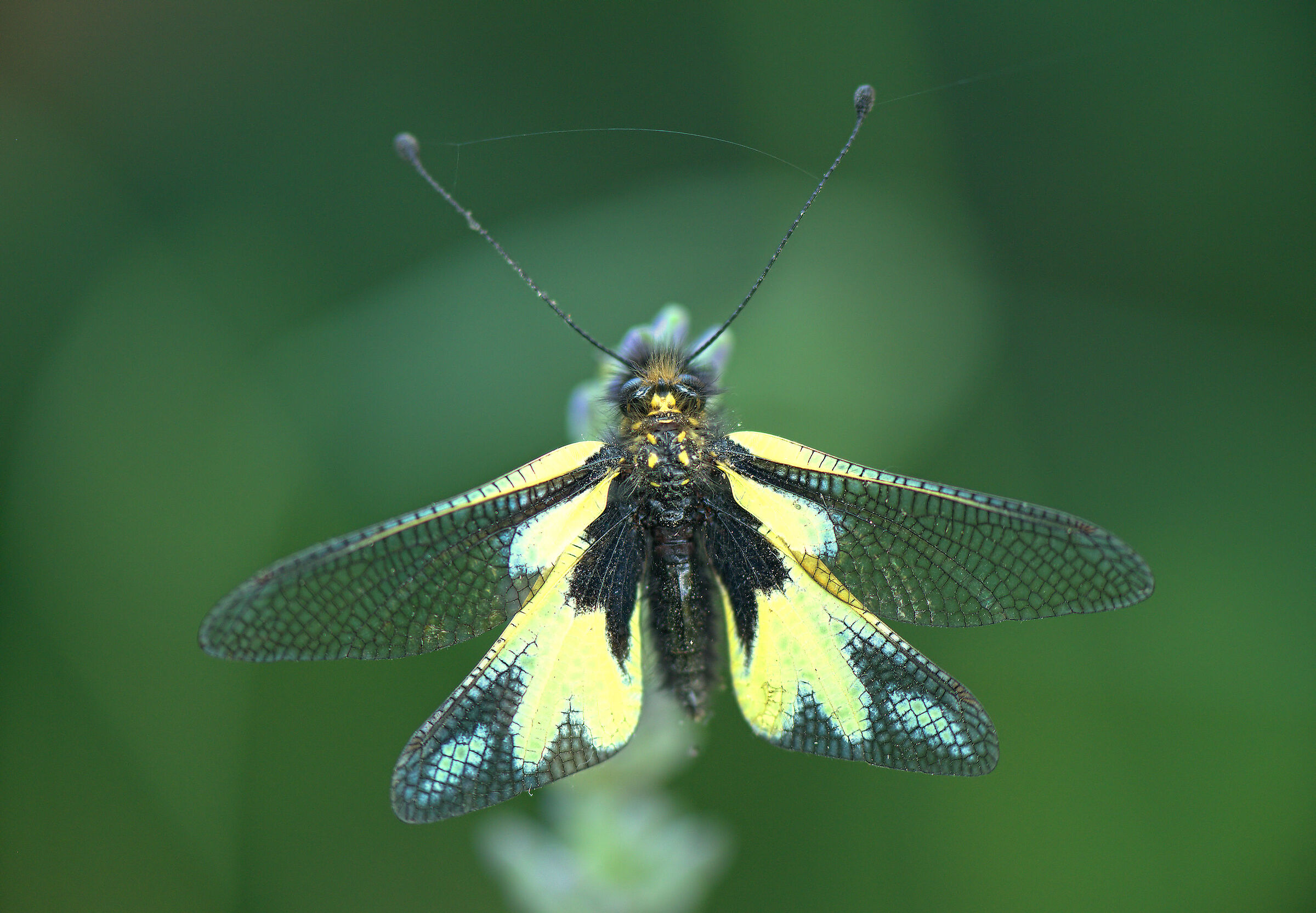 Libelloides coccajus