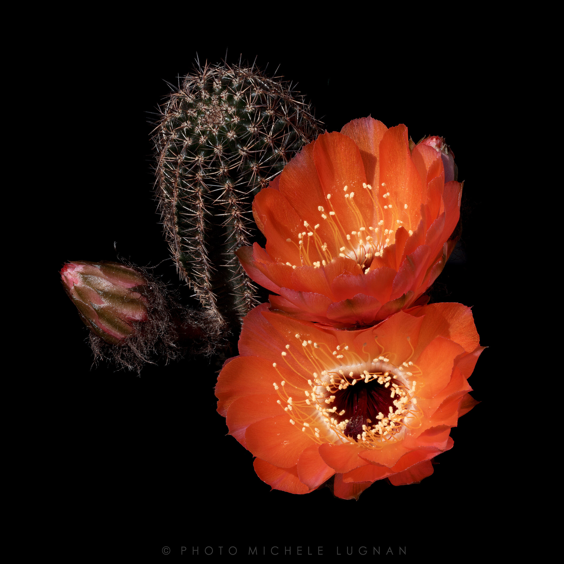 Echinopsis amblayensis form Amblayo, Salta, Argentina