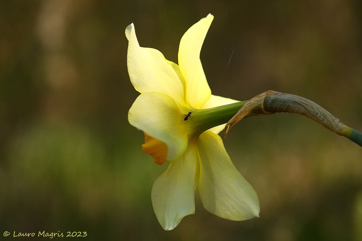 La formica sul Narciso