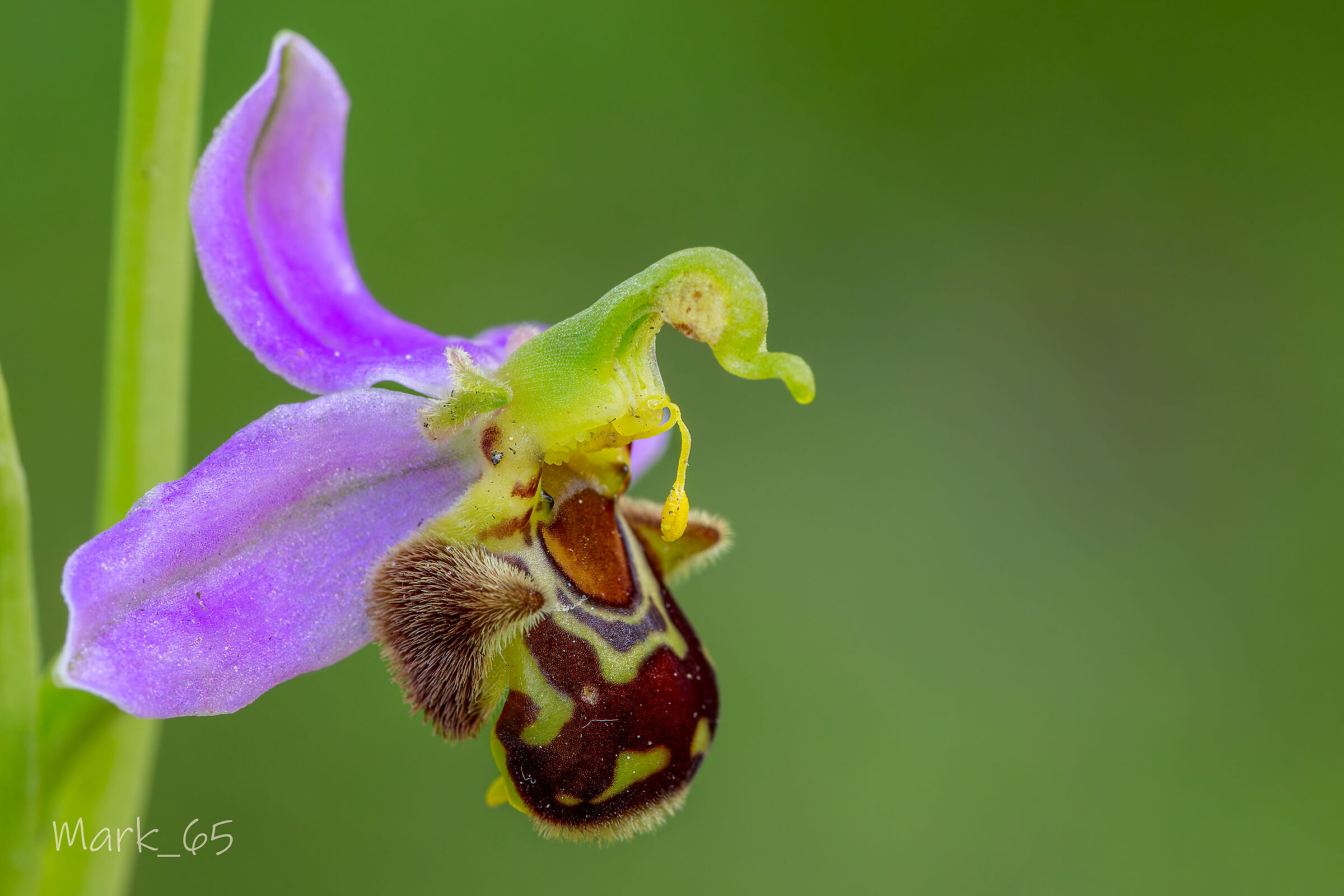 Ophrys apifera