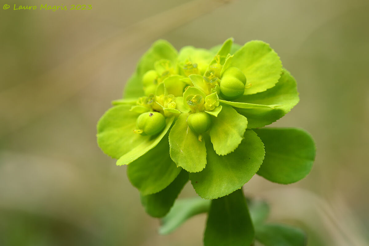 Euphorbia calenzula