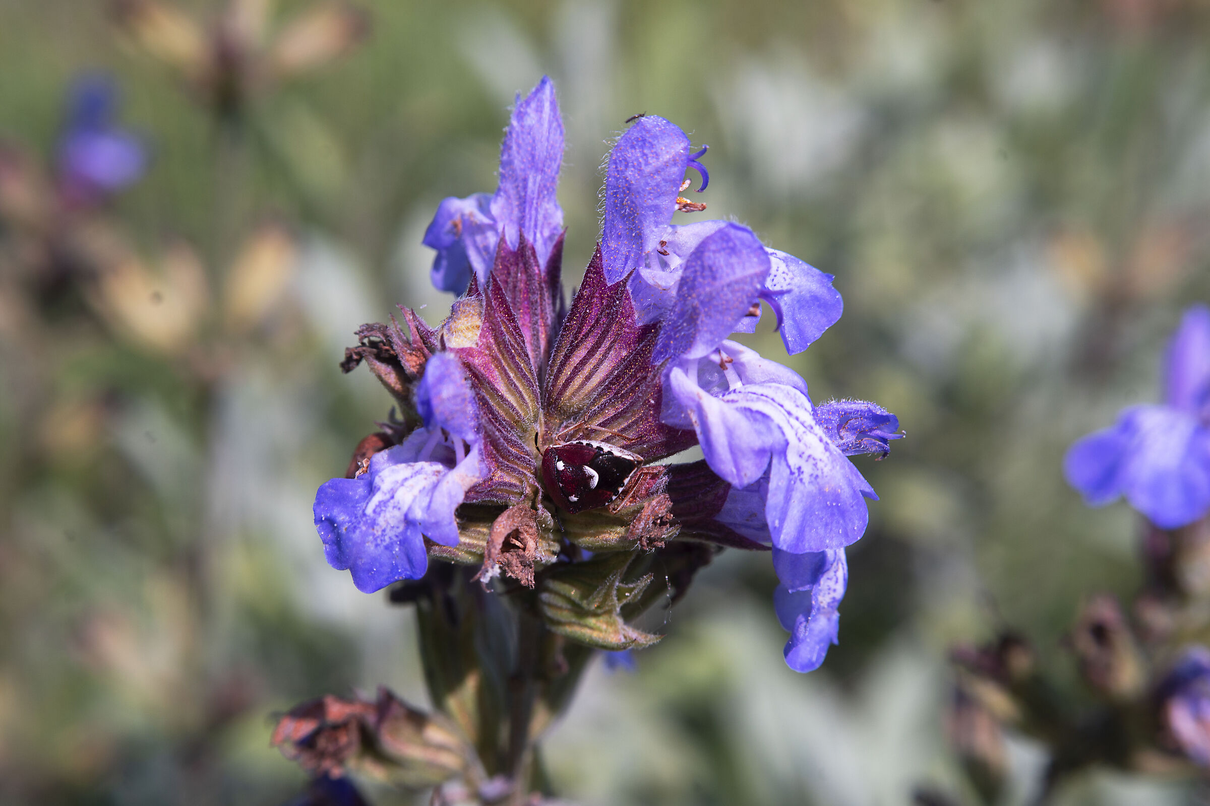 Sage flower with guest