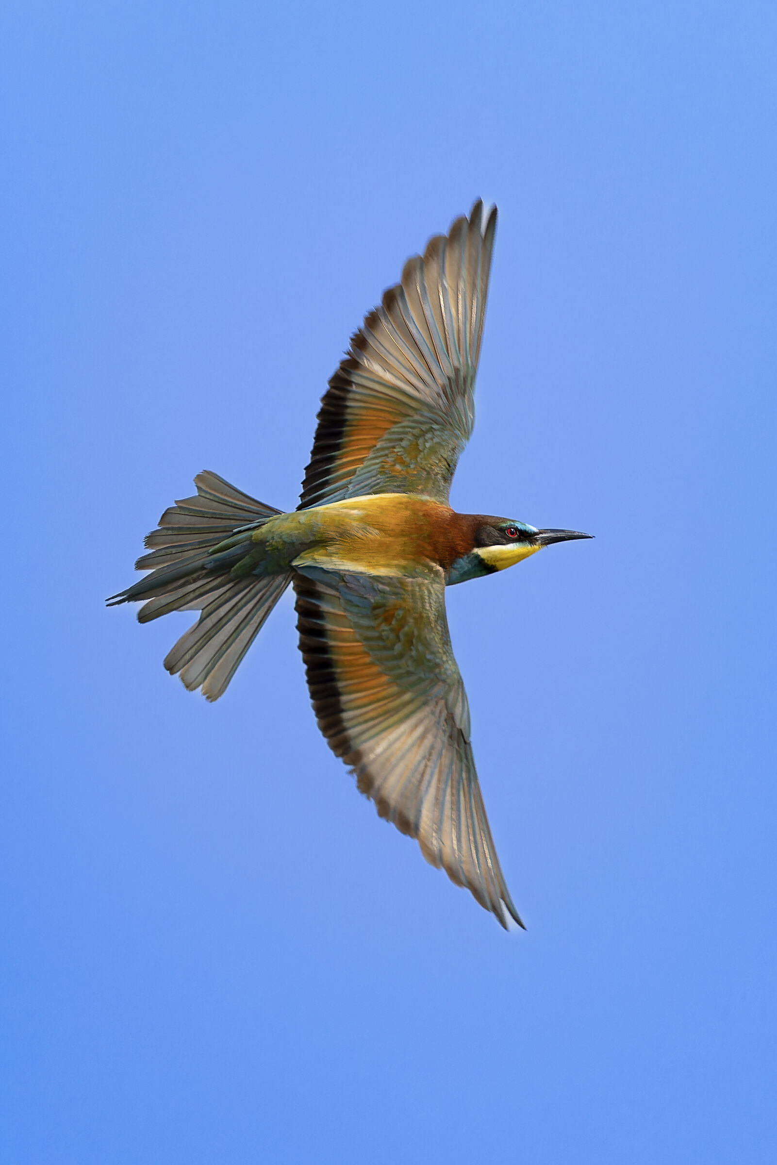 Bee-eater in flight