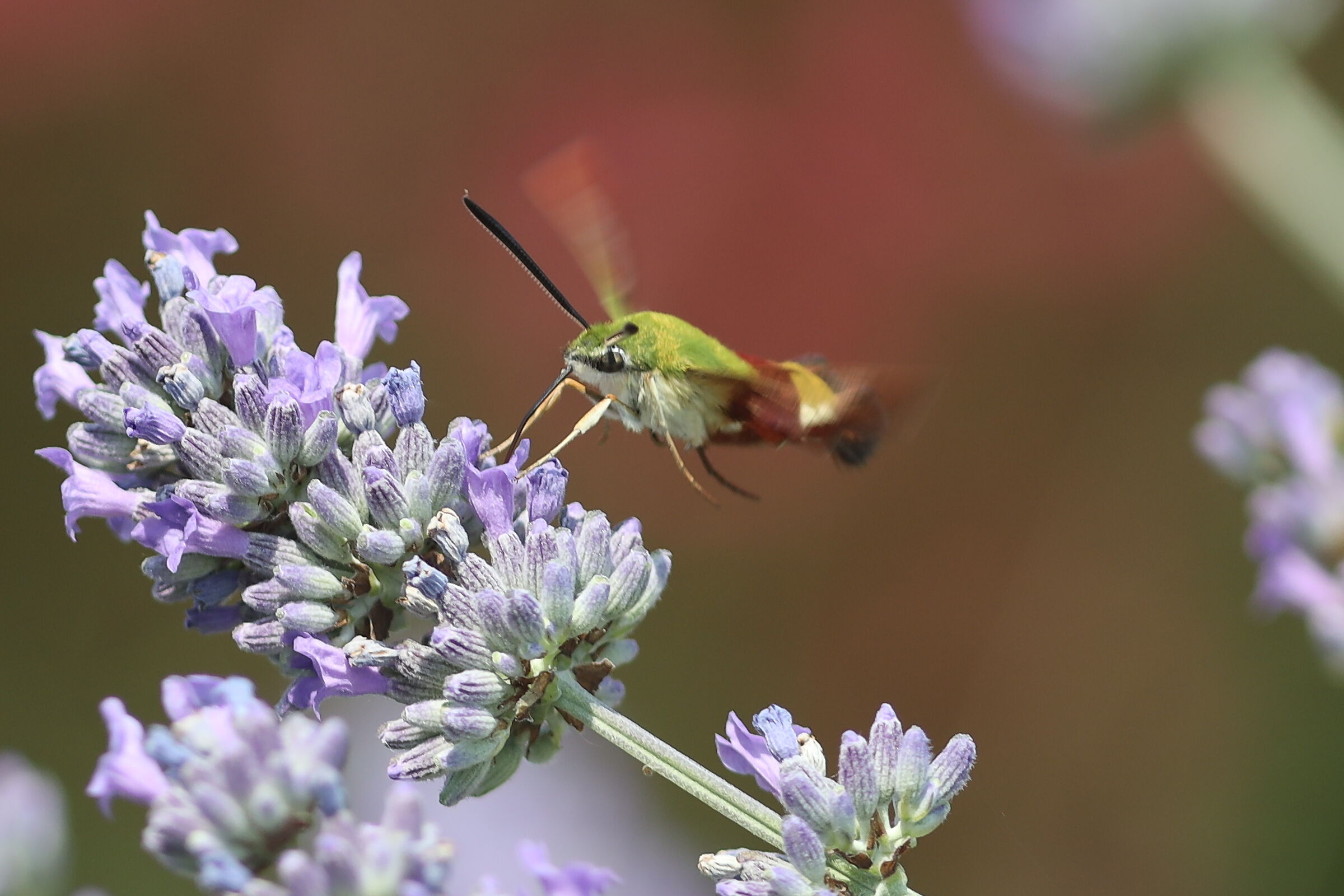 Sfinge del Galio o farfalla colibri corpo verde