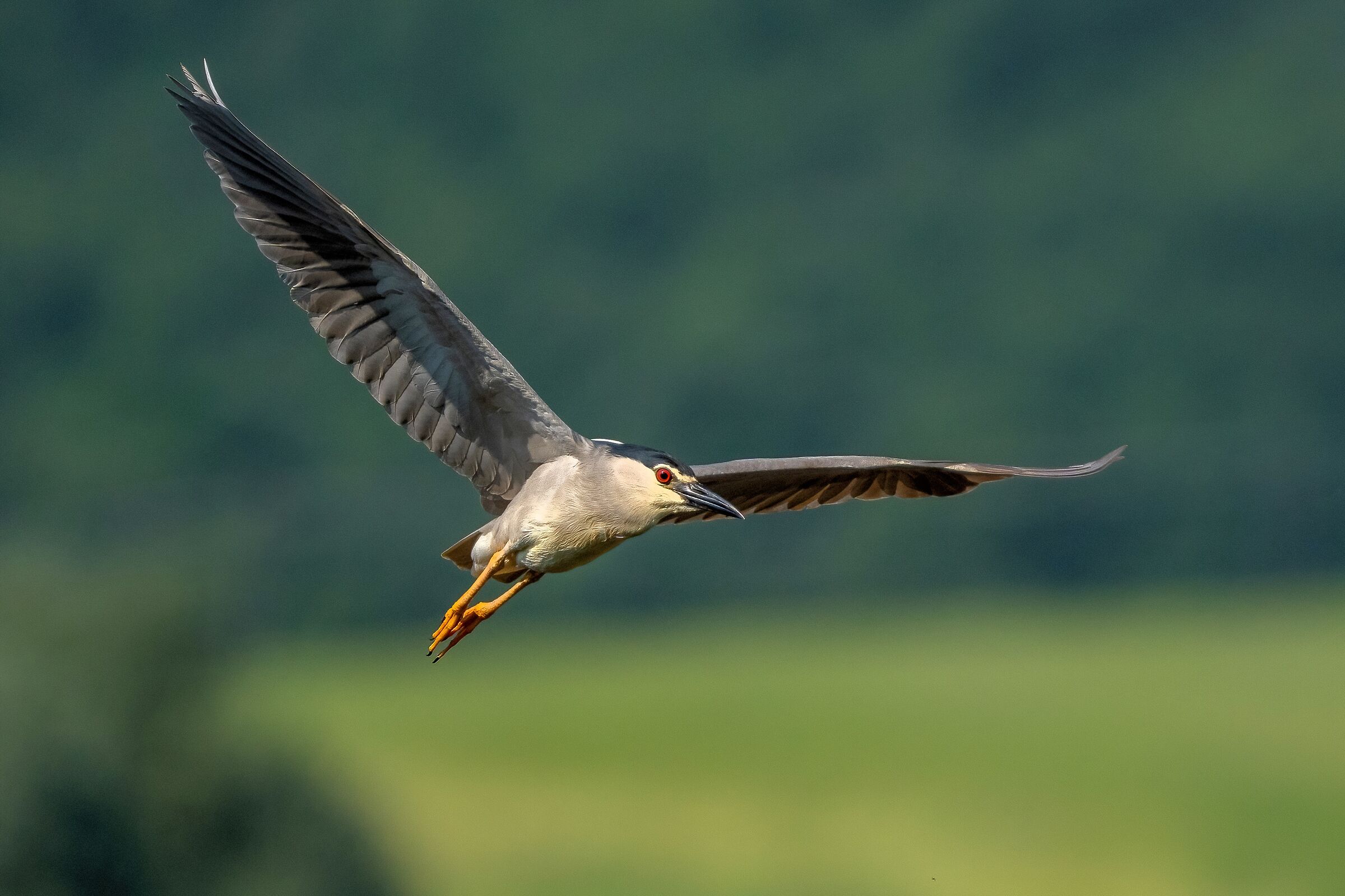 Nitticora (Nycticorax nycticorax )
