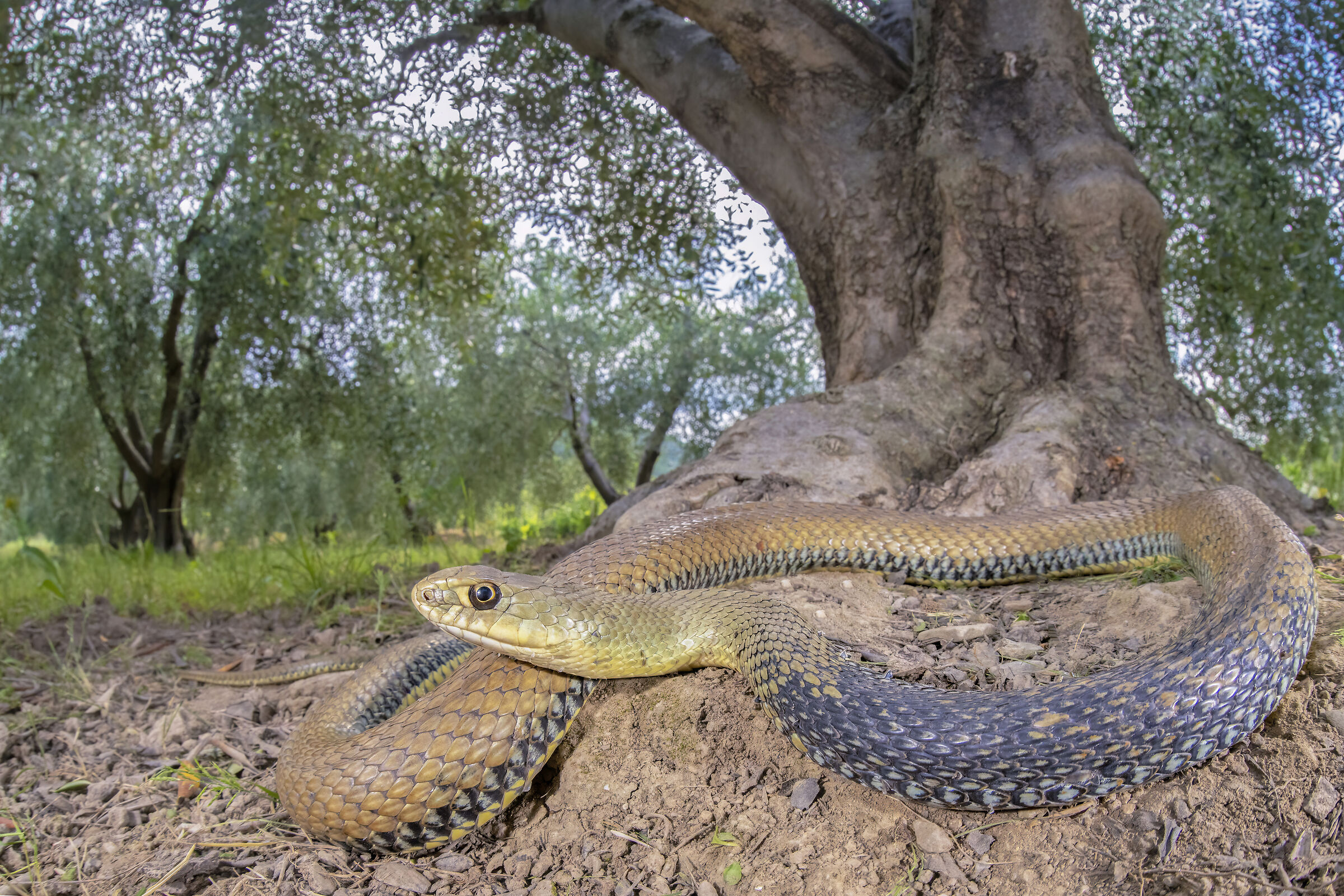 Colubro lacertino, grosso maschio del ponente ligure