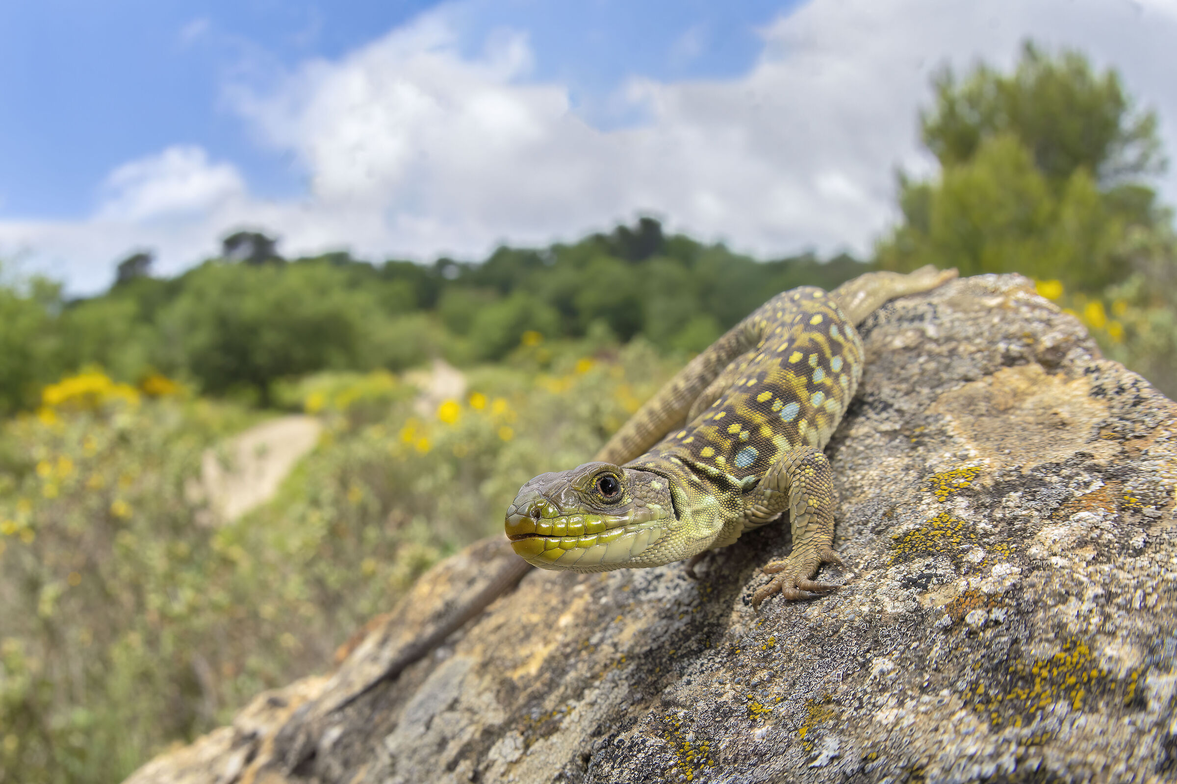 Young Ocellated Lizard