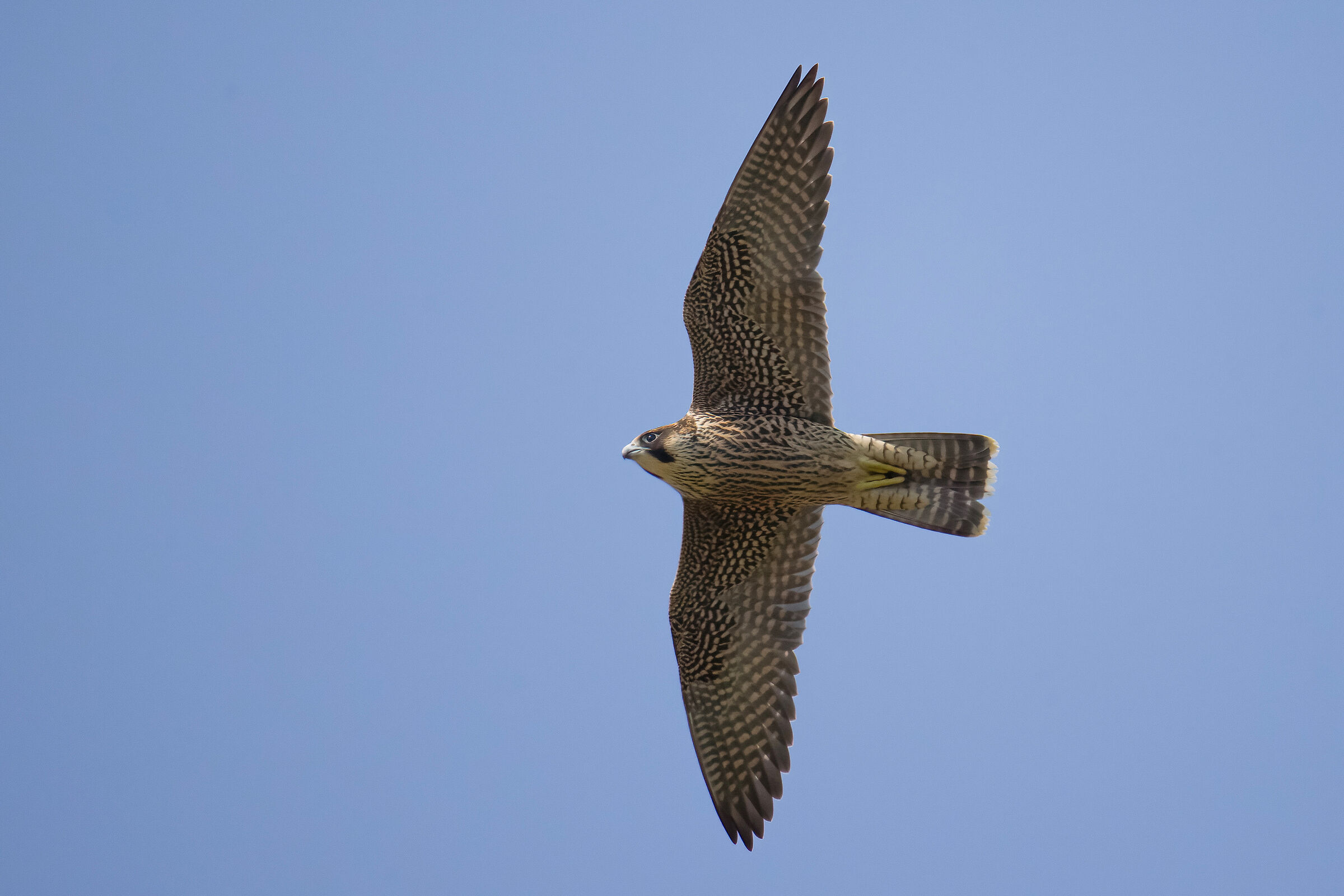 Peregrine Falcon Umbria