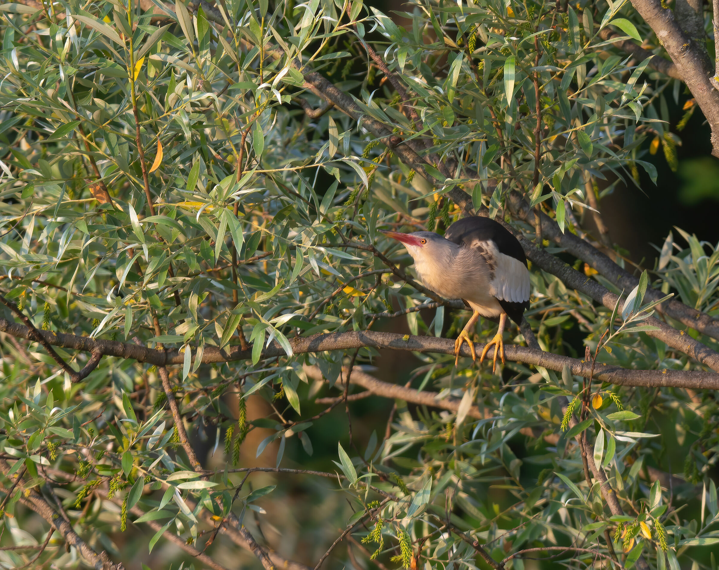 Little bittern