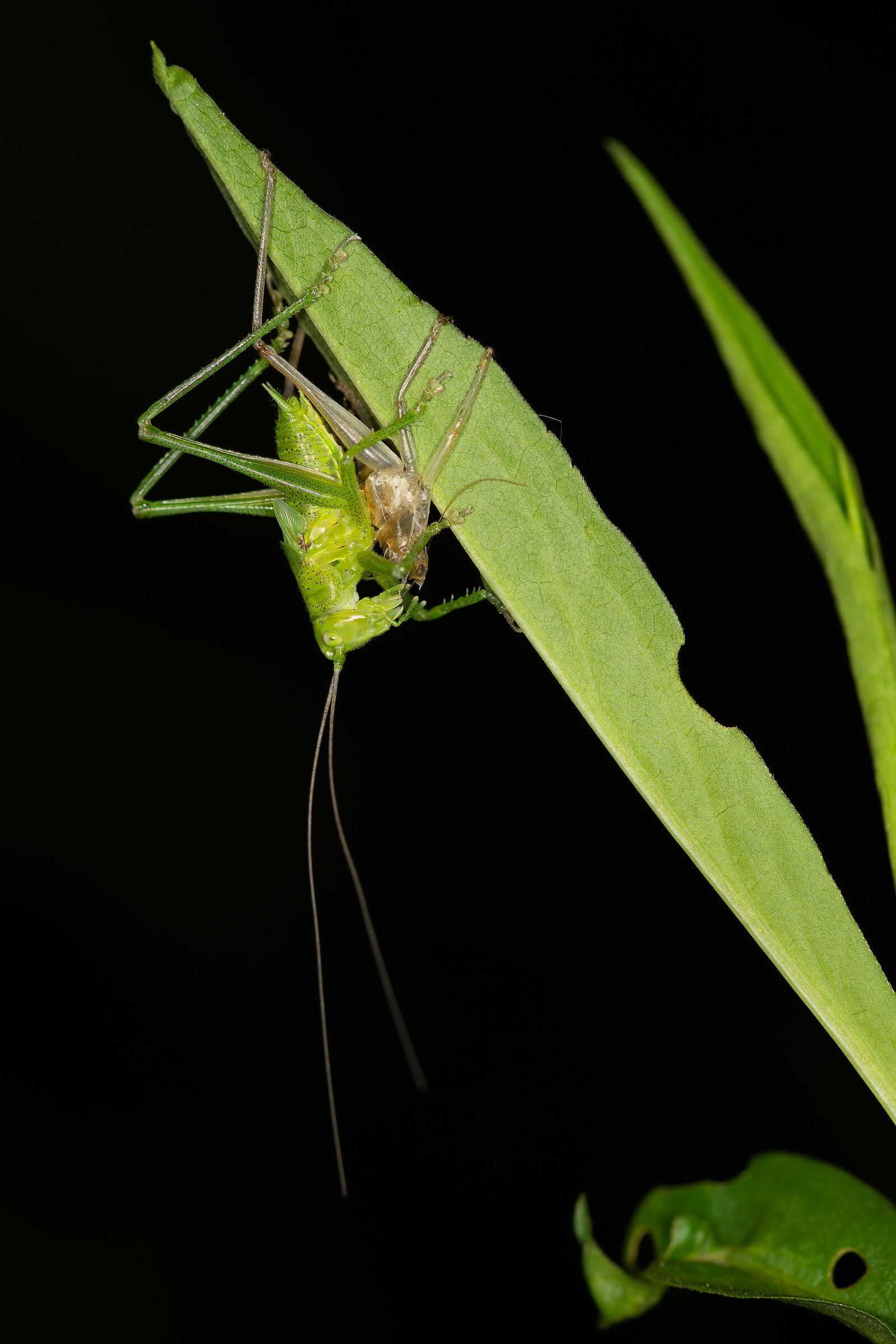 La muta della Tettigonia viridissima, 1