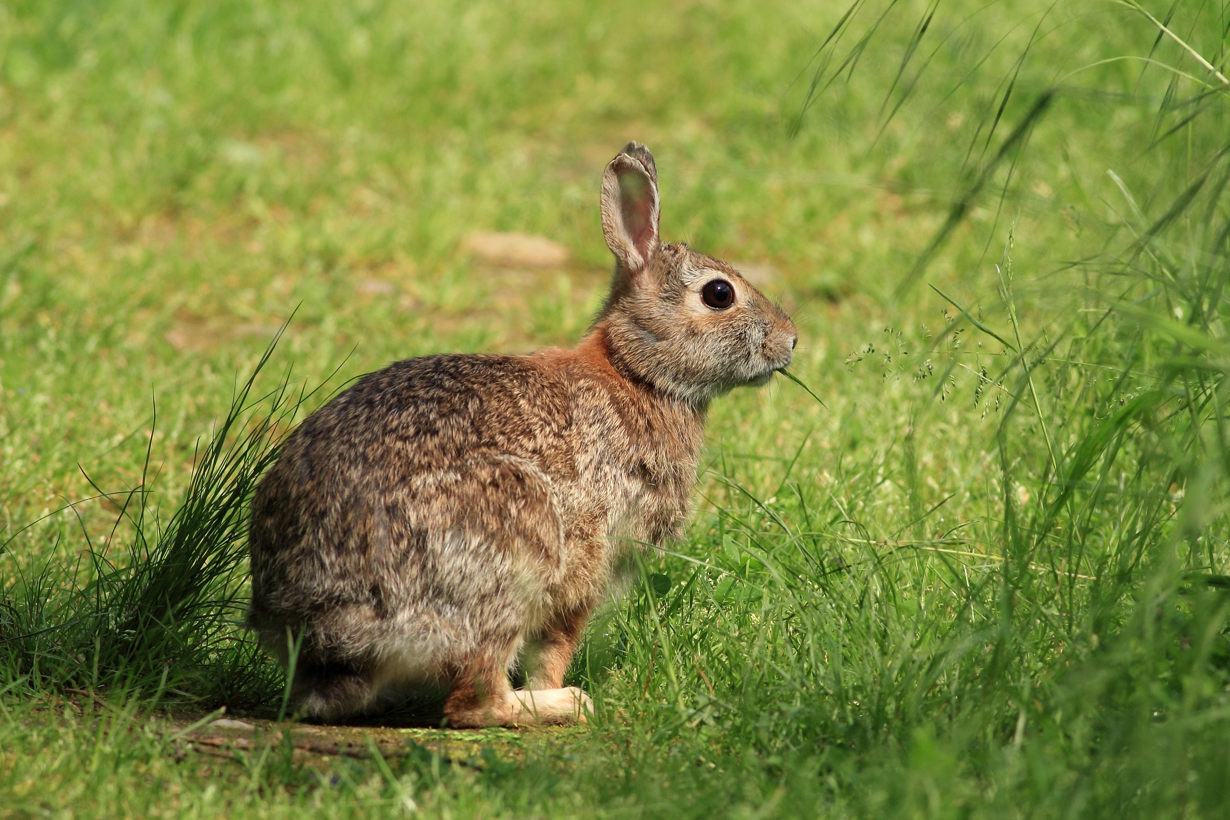 Wild Rabbit