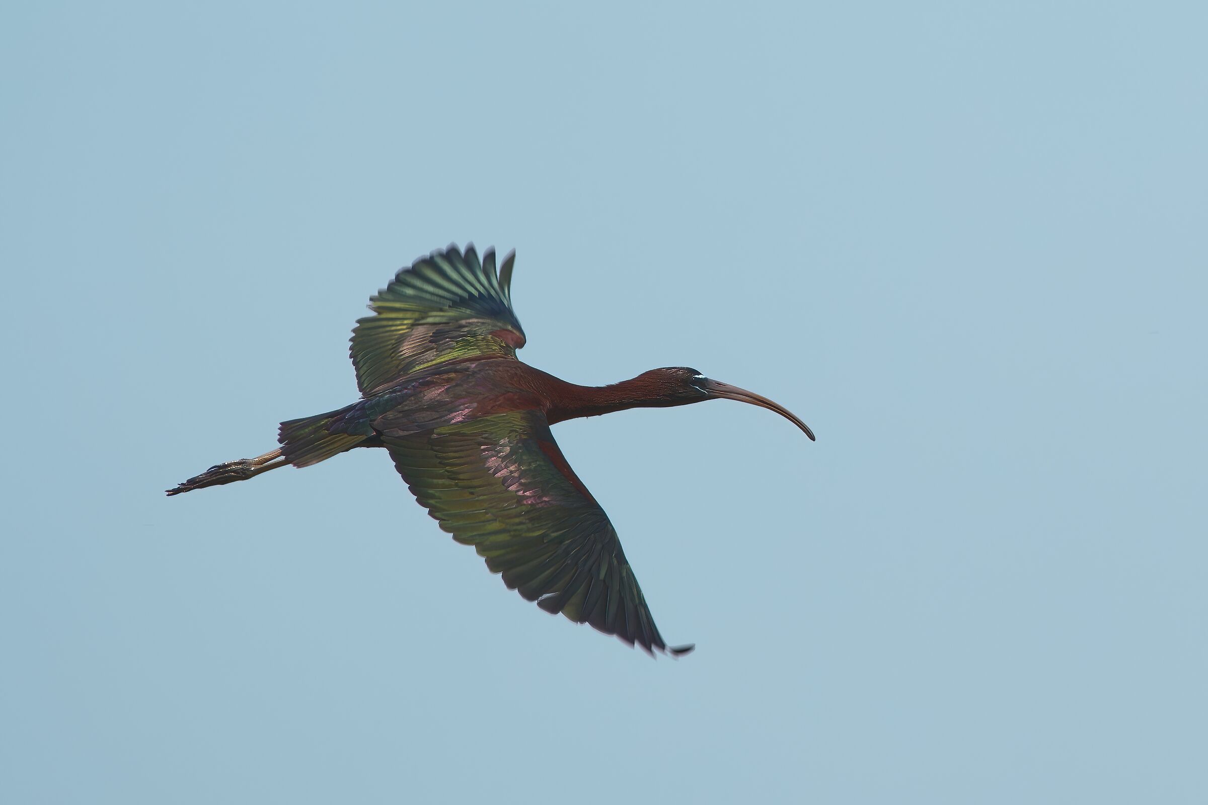 Glossy in flight