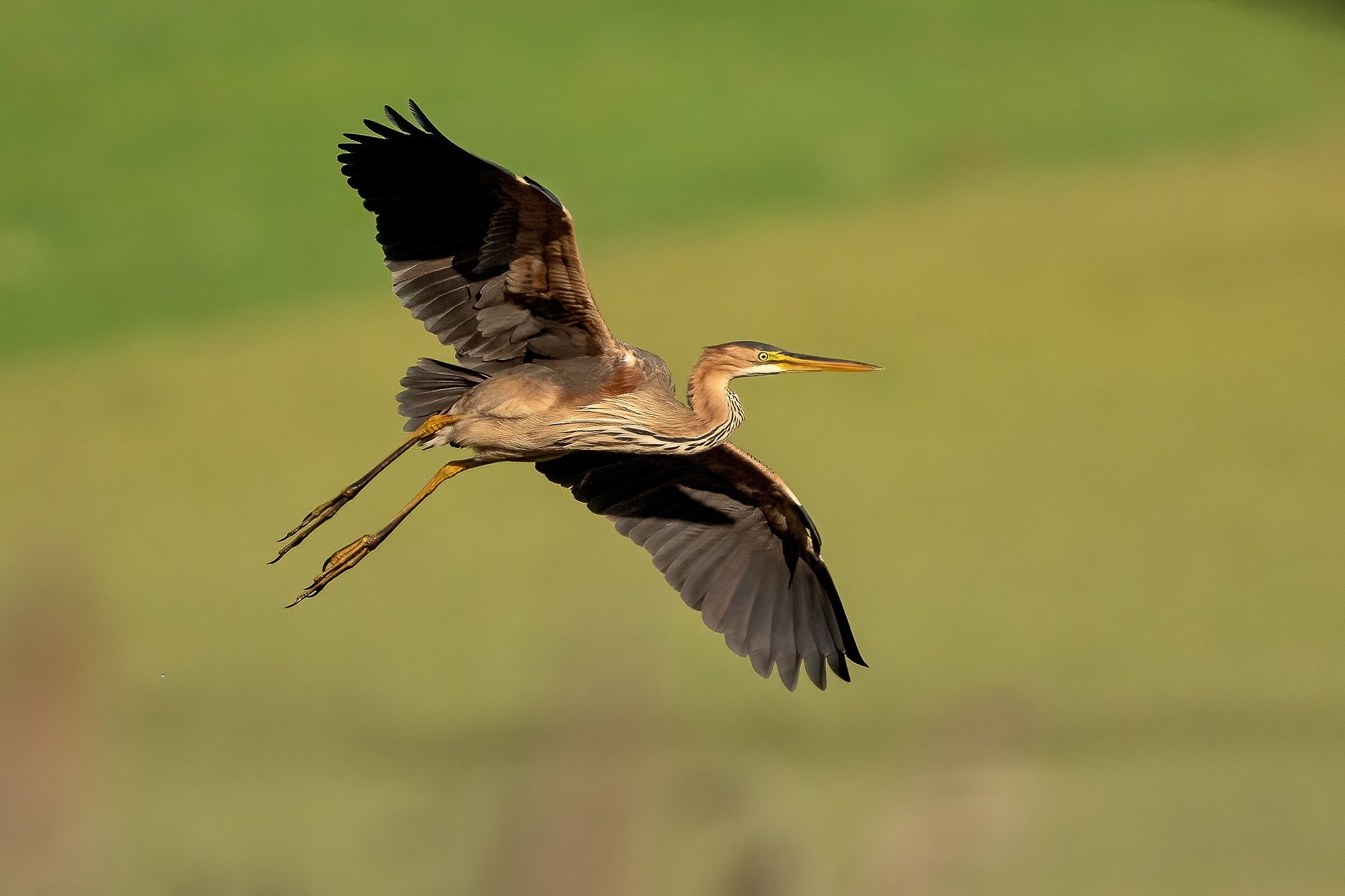 Purple Heron (Ardea purpurea)