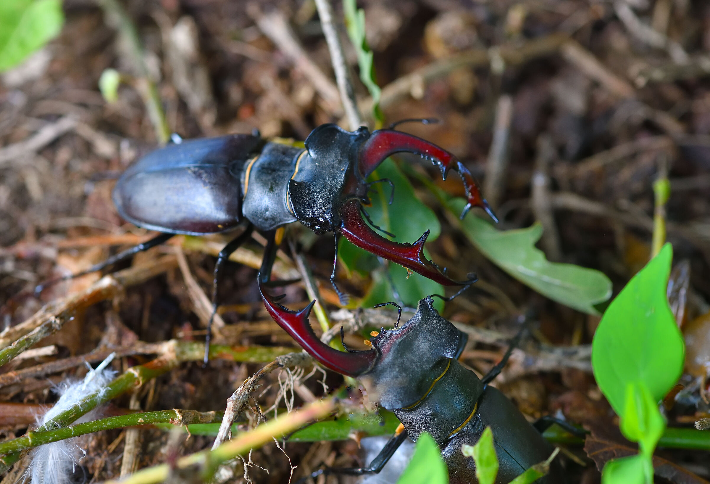 lucanus cervus