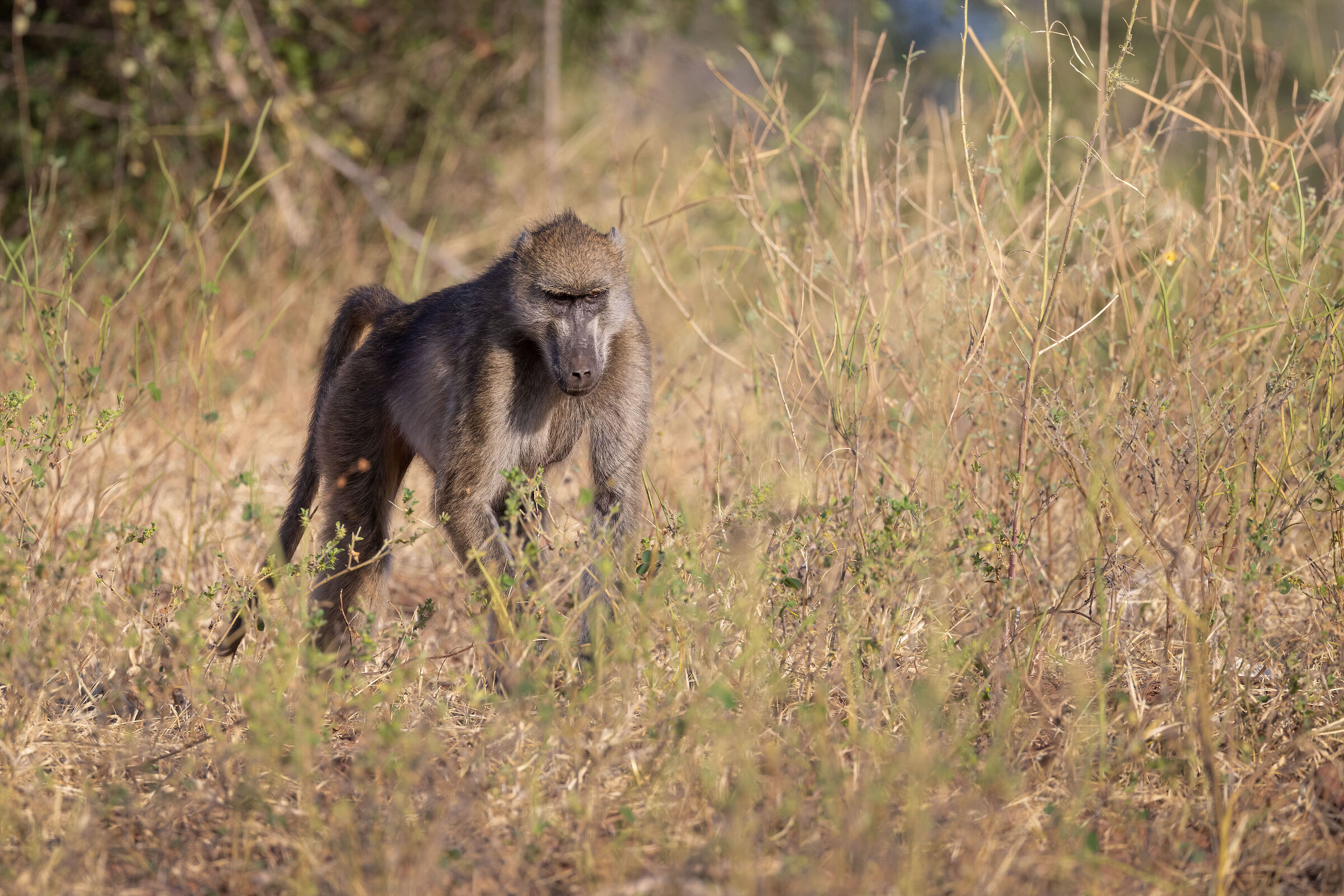 Baboon