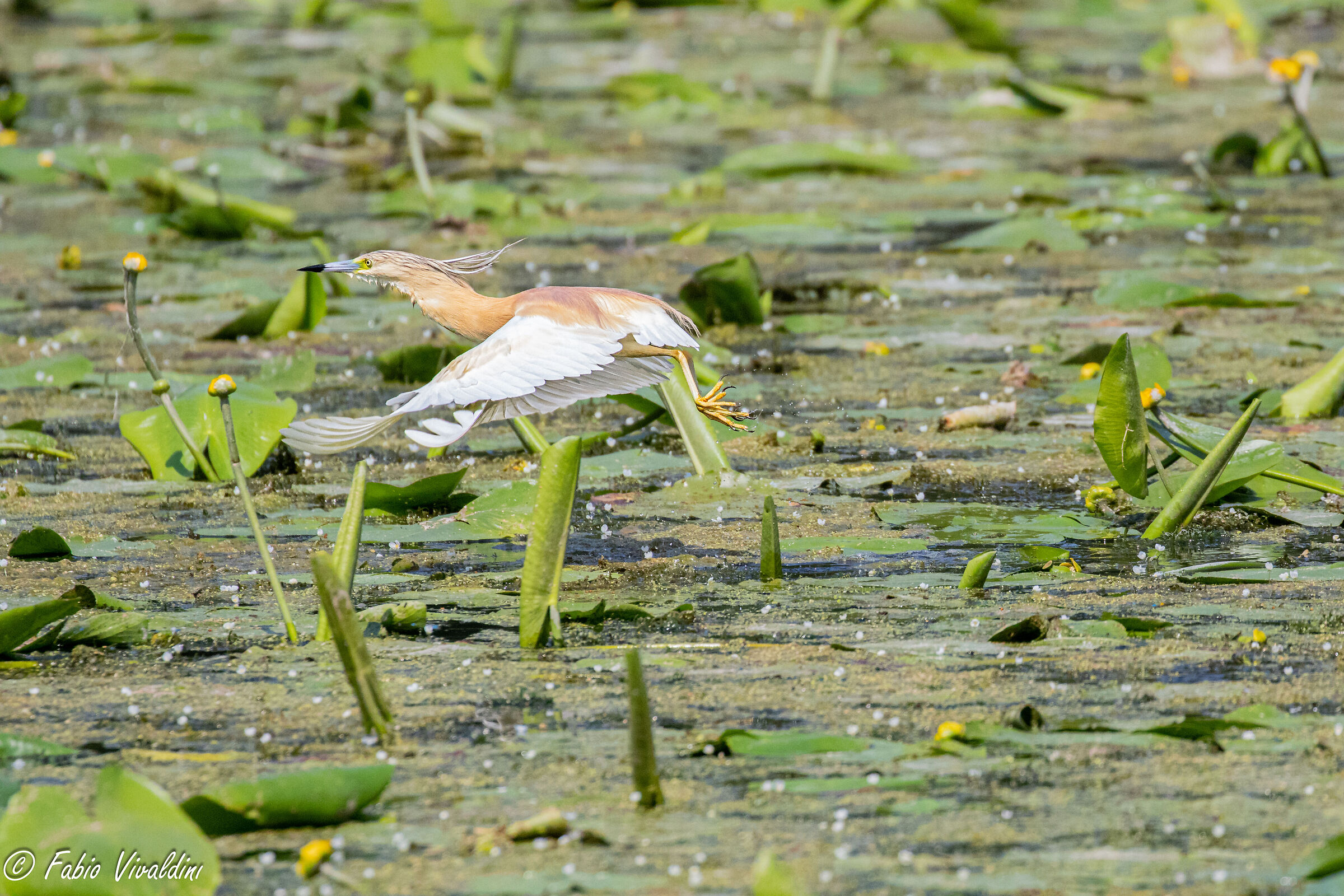 Sgarza Ciuffetto in decollo
