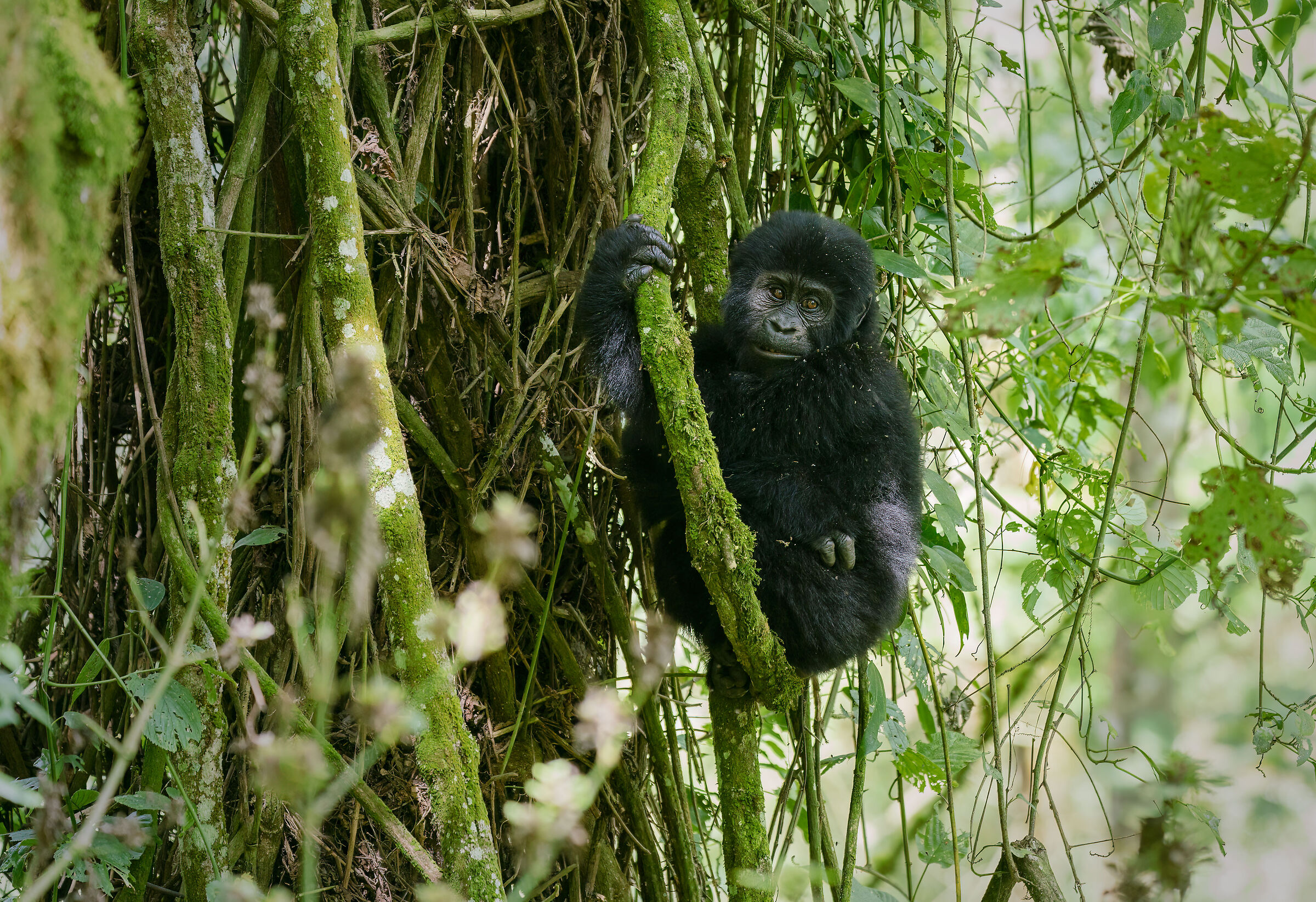 Gorilla
