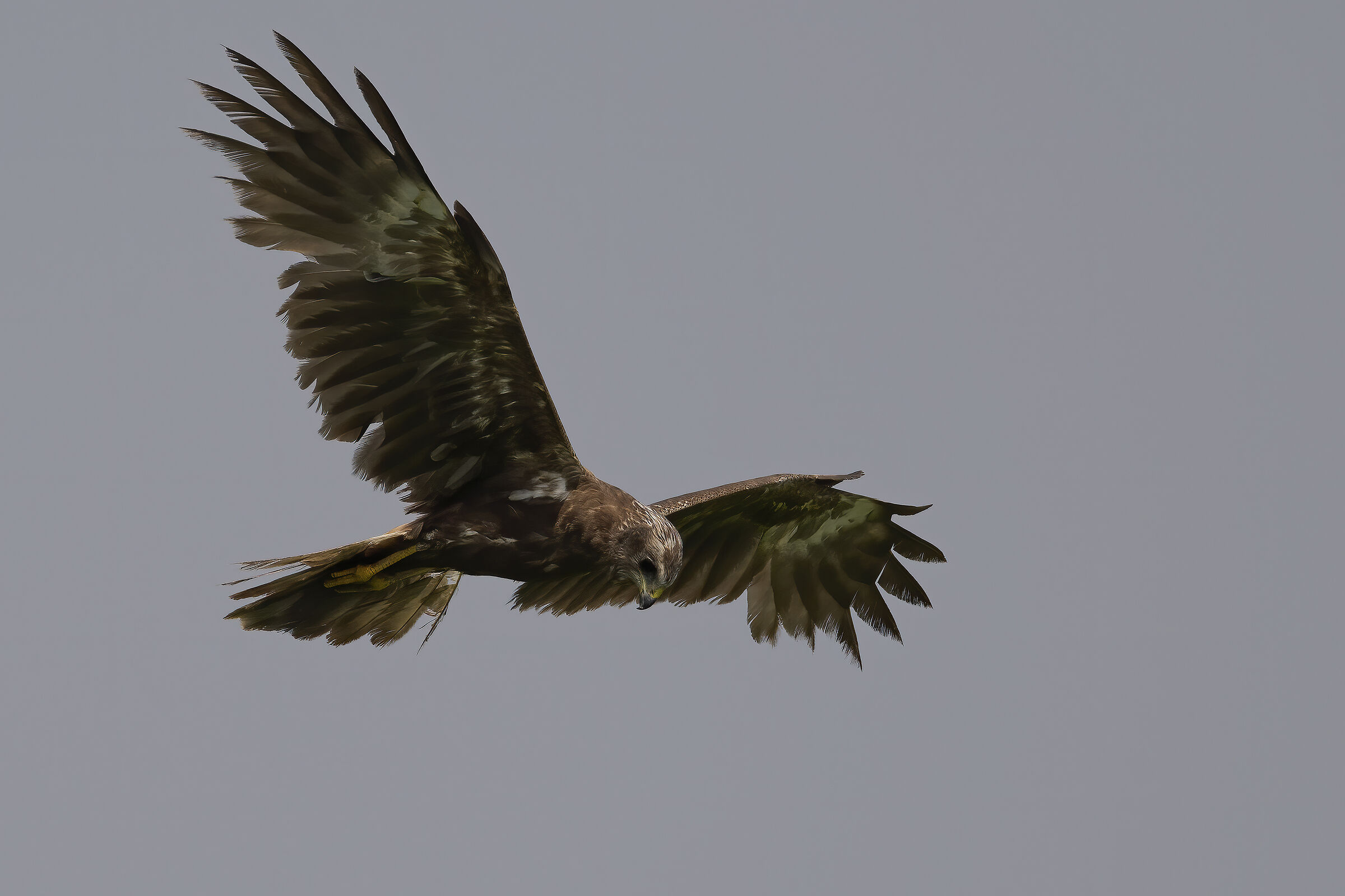 marsh harrier